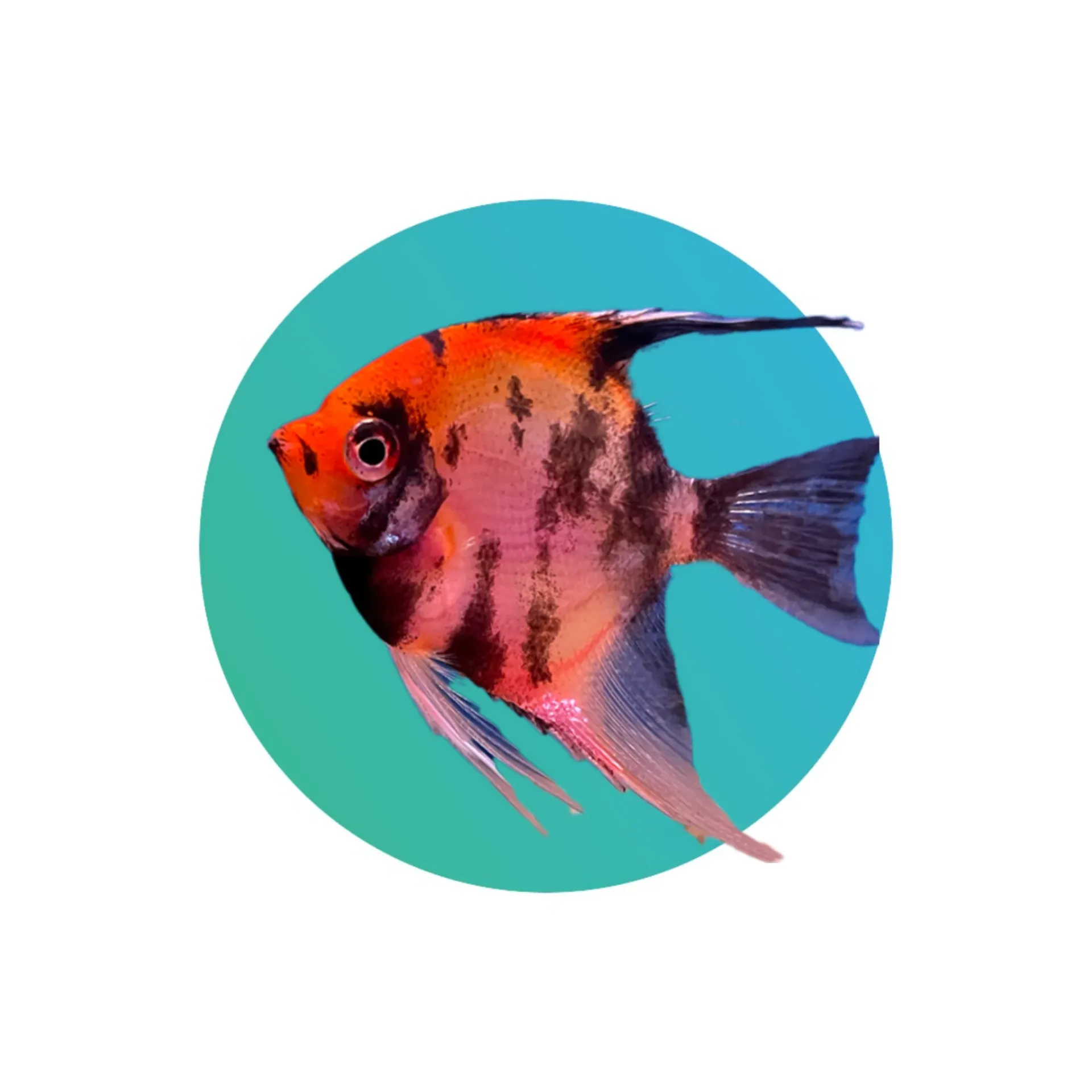 [RD-ANG] Red Devil Angelfish