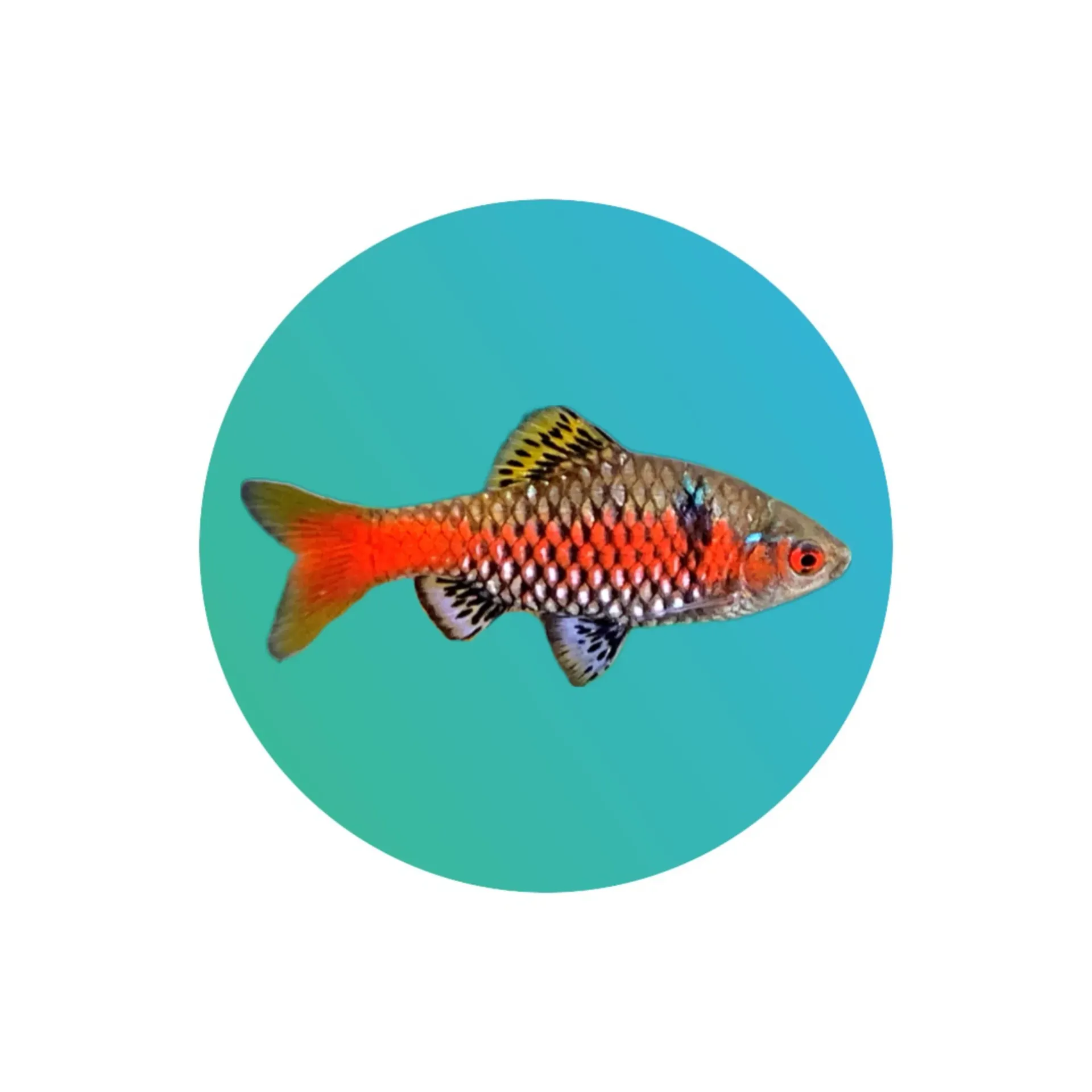 Odessa Barb (Pethia Padamya)