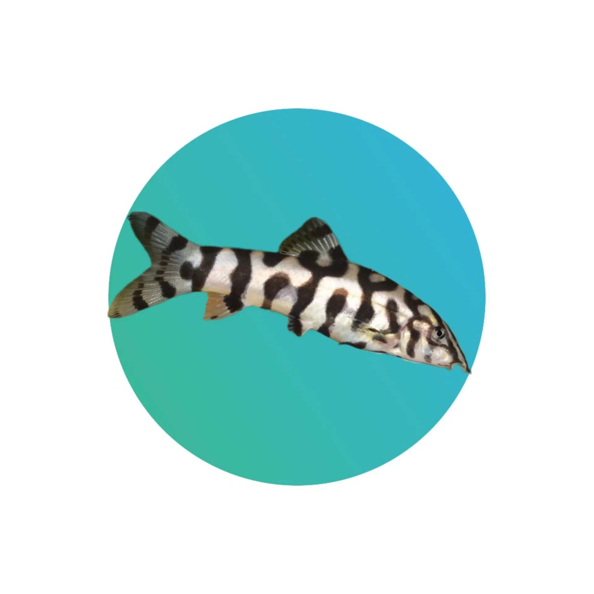 Yoyo loach (Botia almorhae)