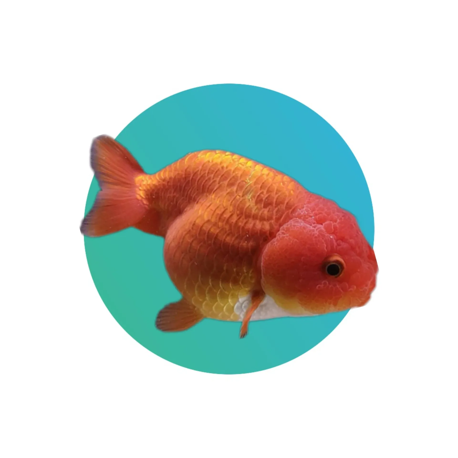 Classic ranchu goldfish