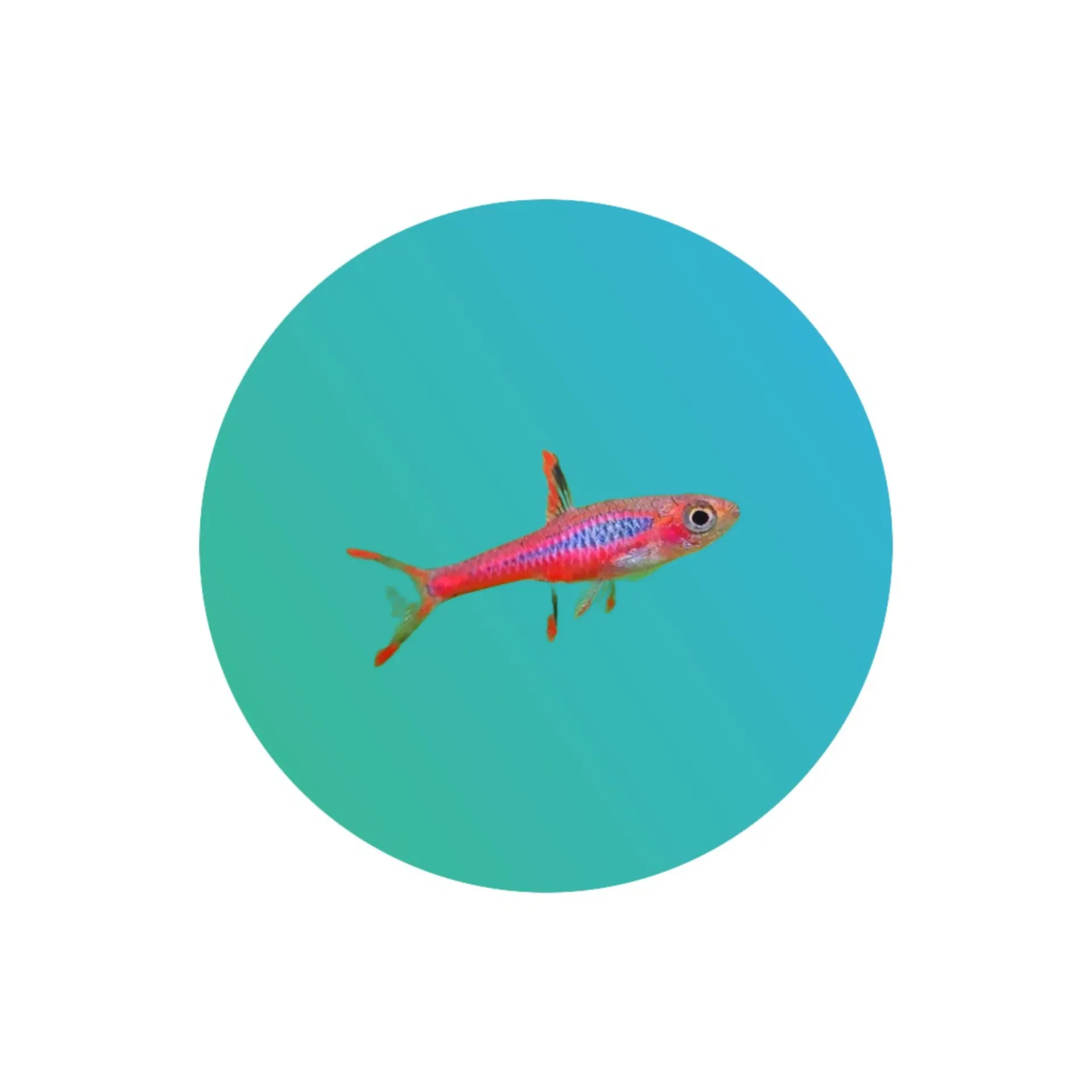 Chili red rasbora