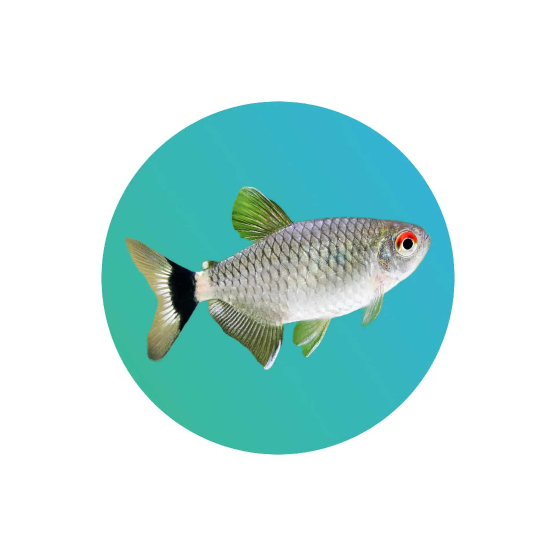 Red Eye Tetra