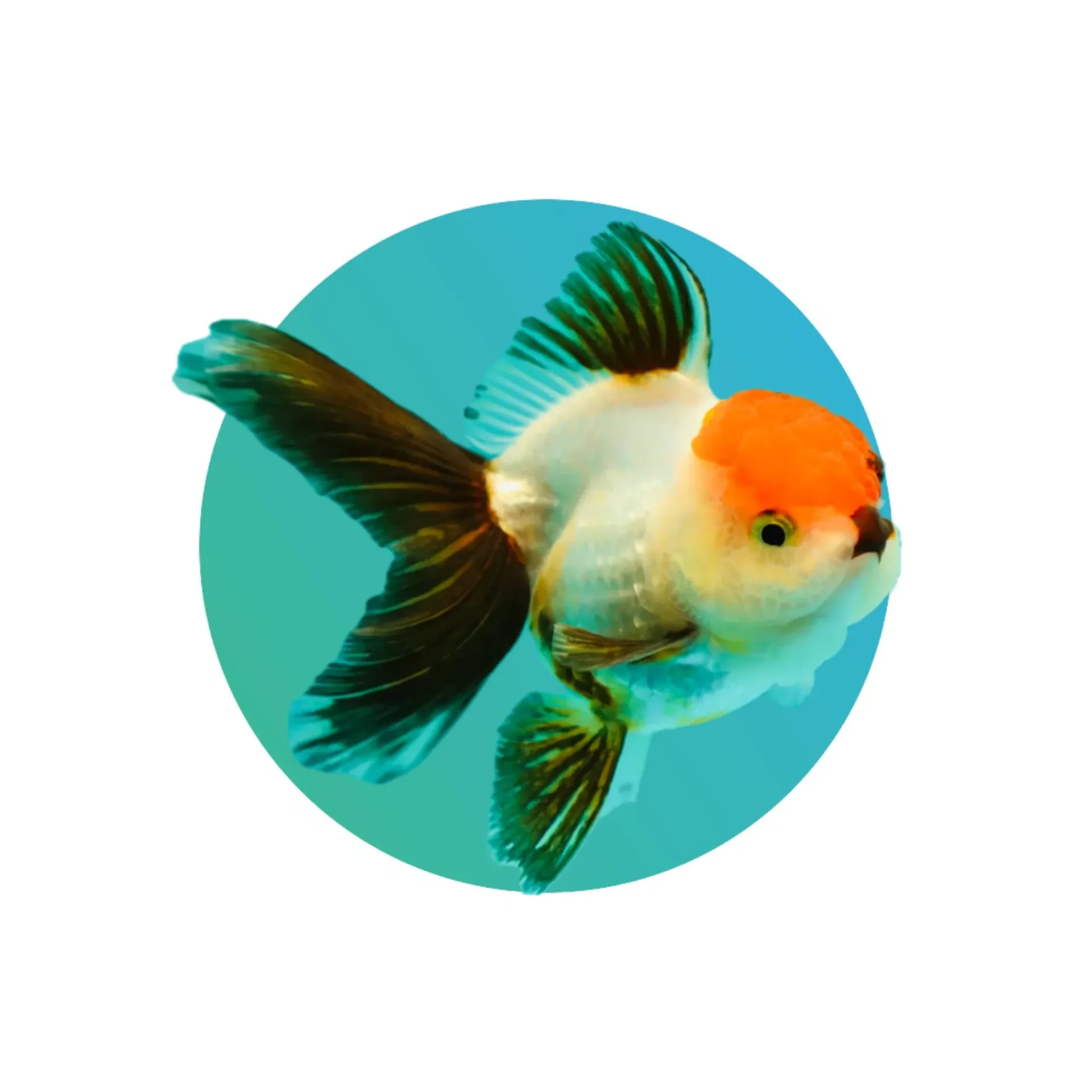 [JHD-ORND] Jelly-head Red Head Oranda Goldfish