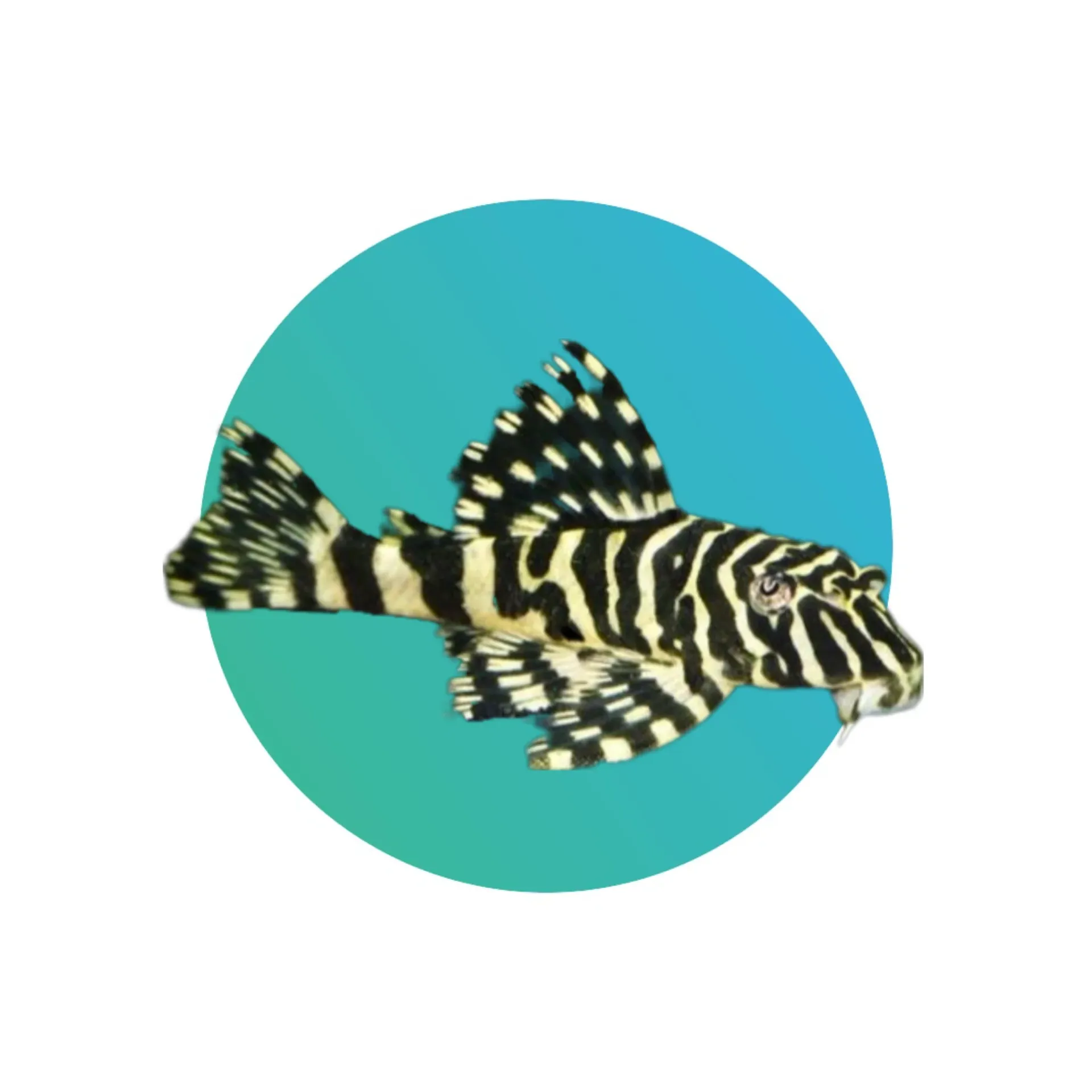 [LFP-L134] L134 Leopard Frog Pleco (Peckoltia Compta)