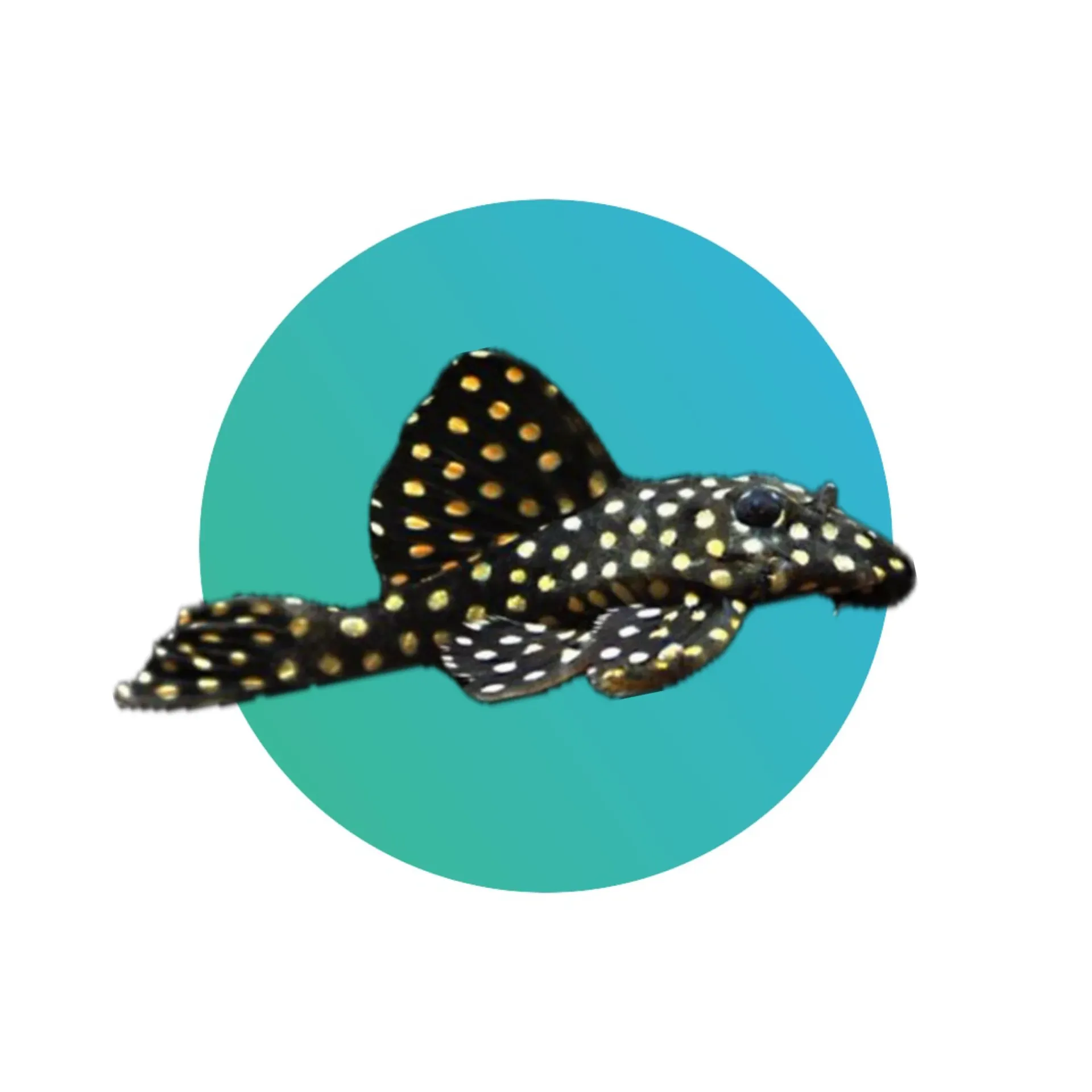 [SNWP-L201] L201 Snowball Pleco or Orinoco Angel pleco (Hypancistrus Sp.)