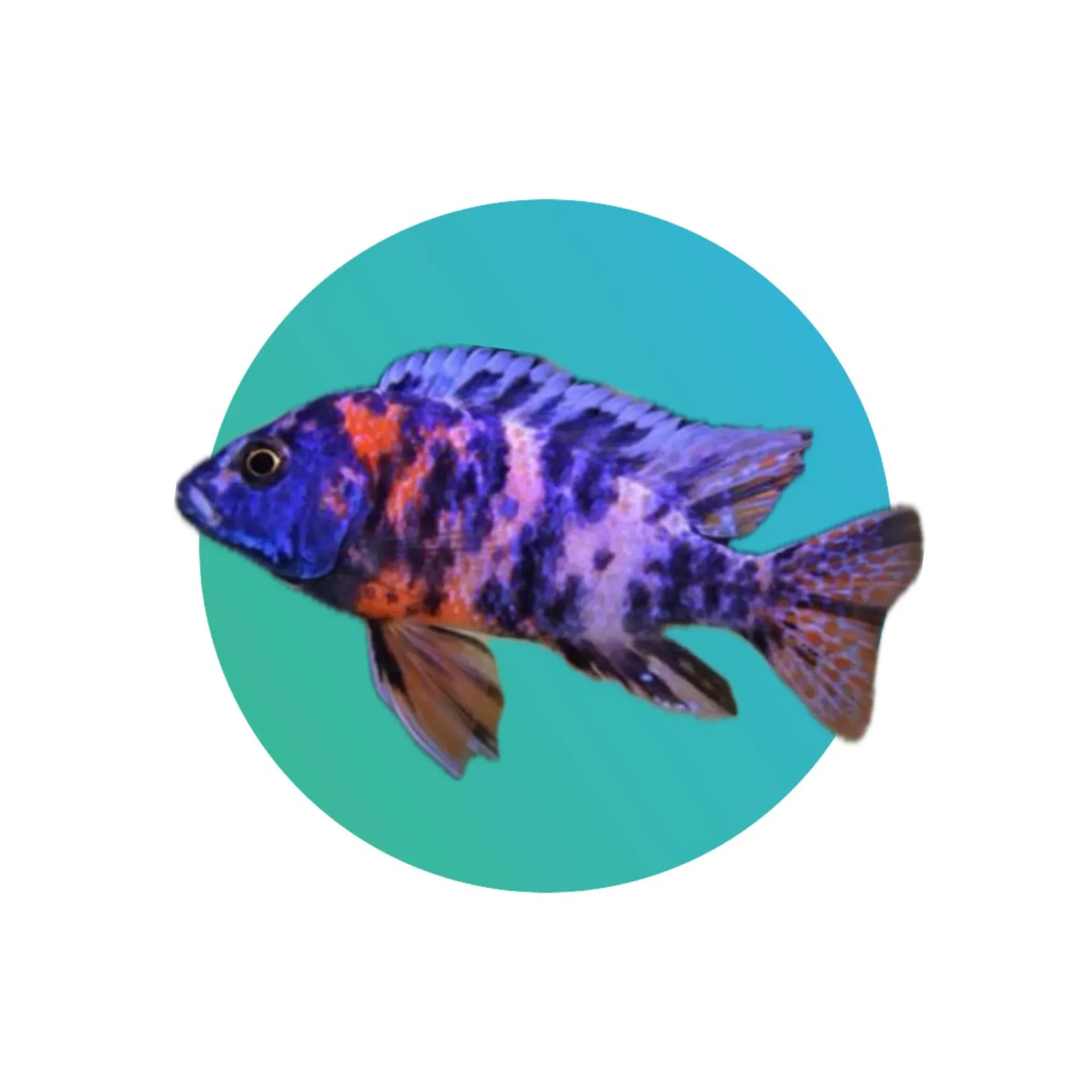 [OB-PK-CCLD] OB Peacock Cichlid