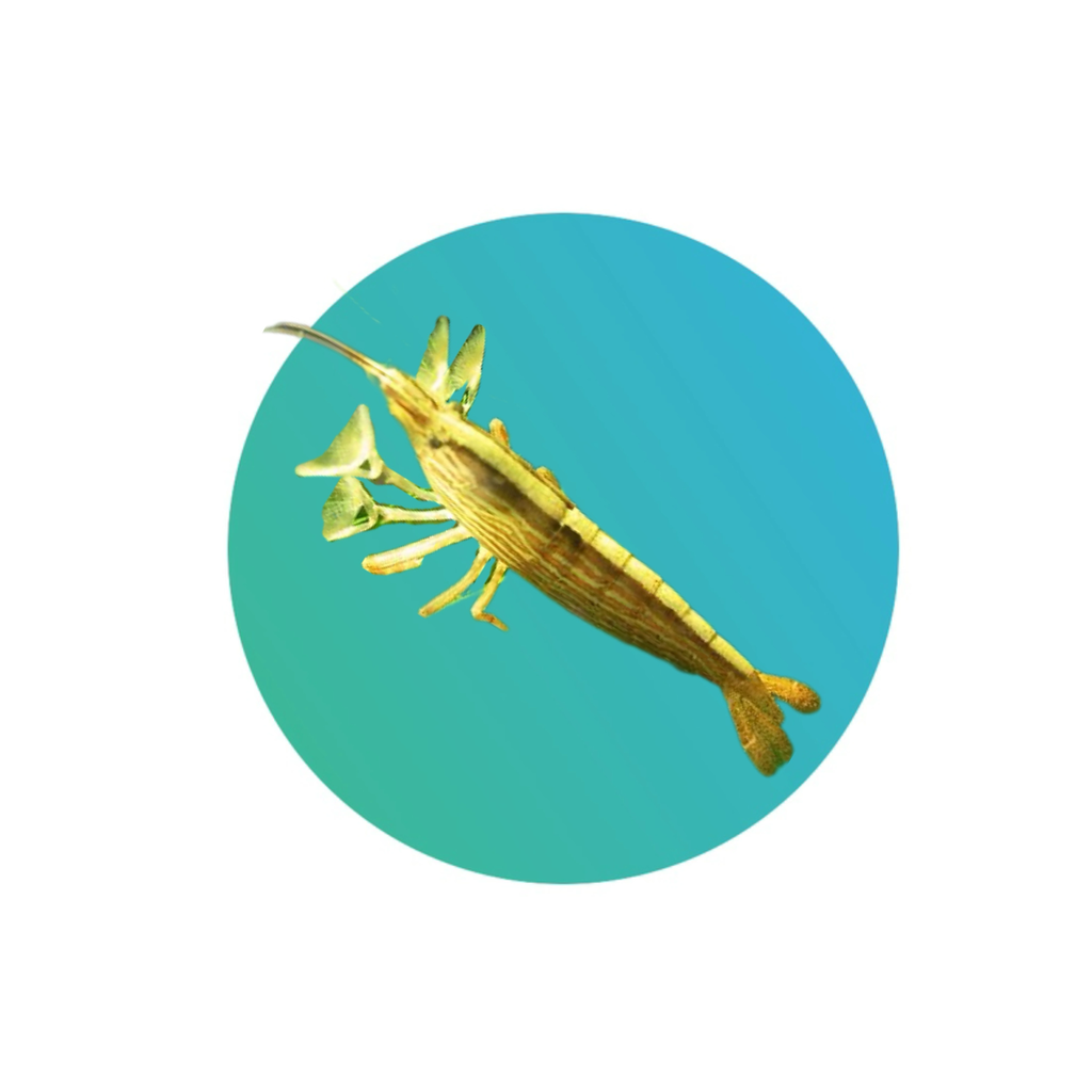 Bamboo Shrimp (mountain rock shrimp)