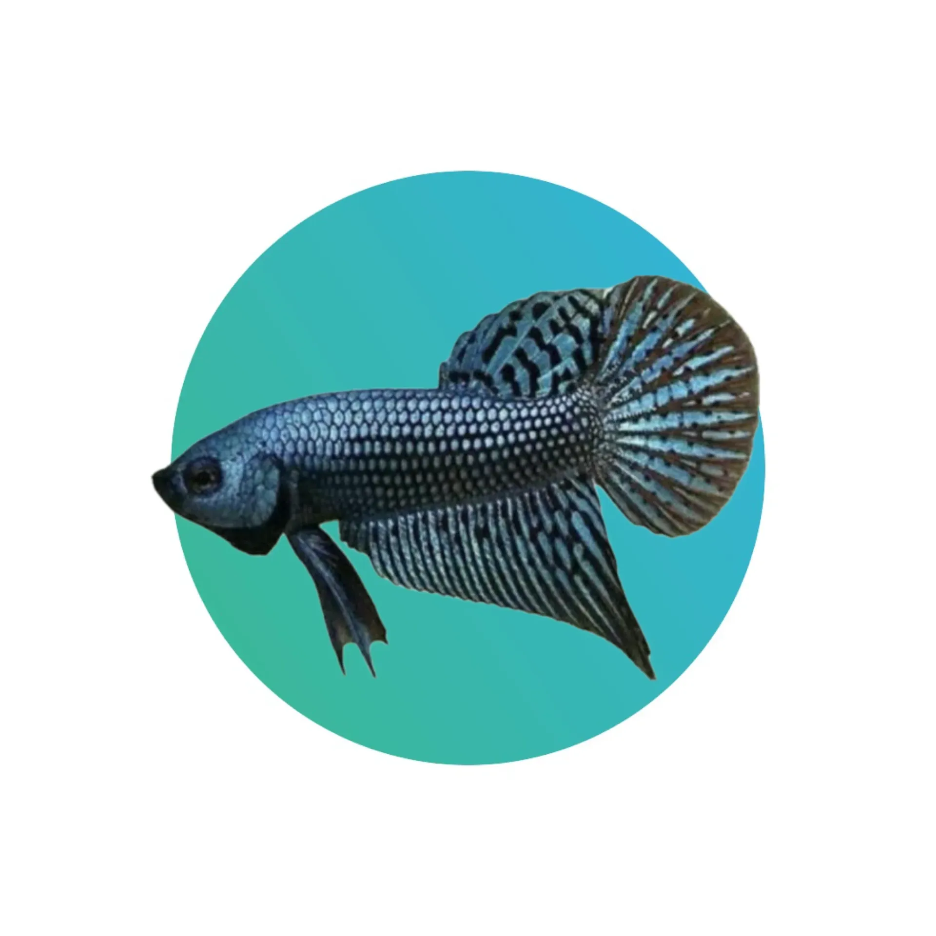 [HYBR-BTA] Hybrid betta (fighter fish)