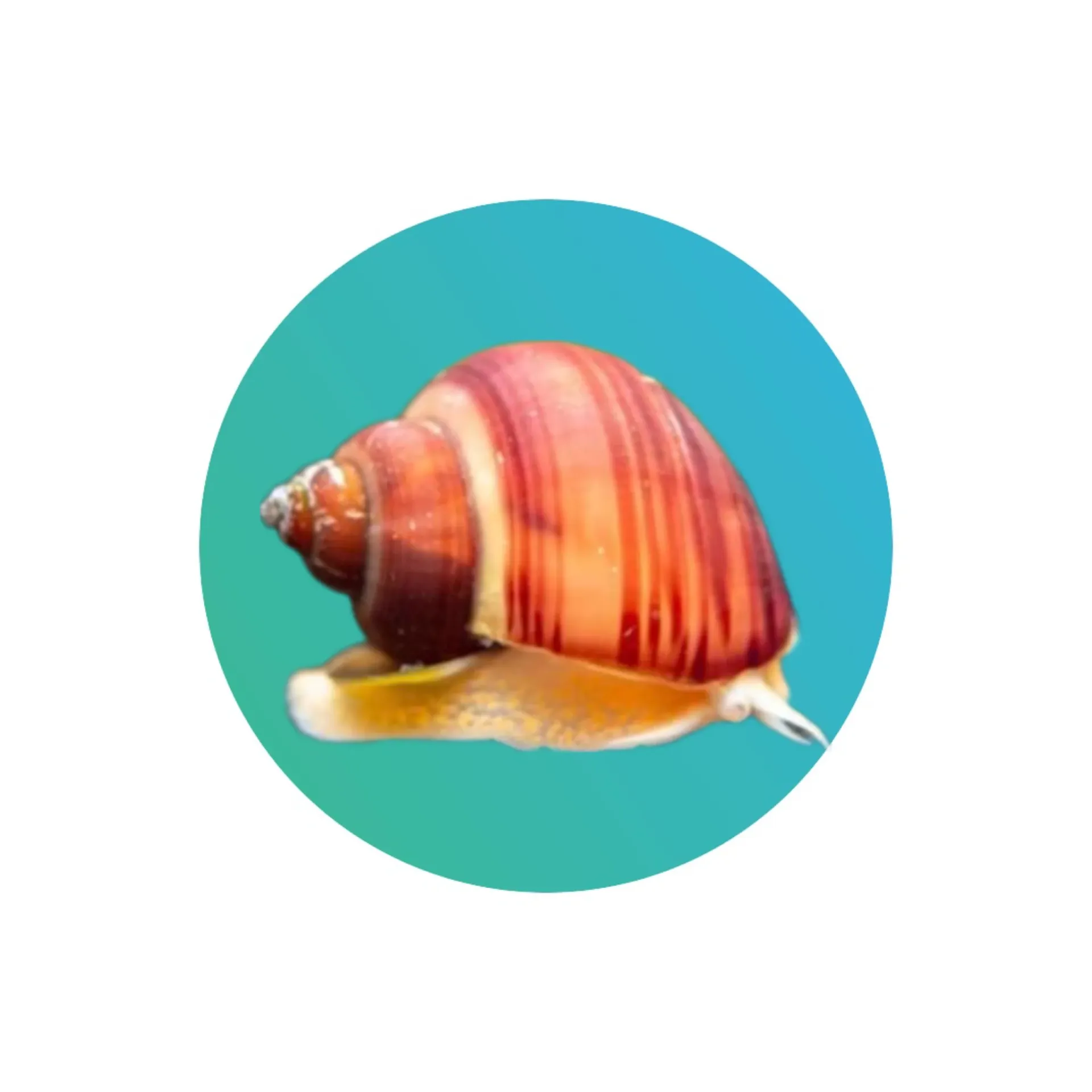 [APLSNL] Apple Snail