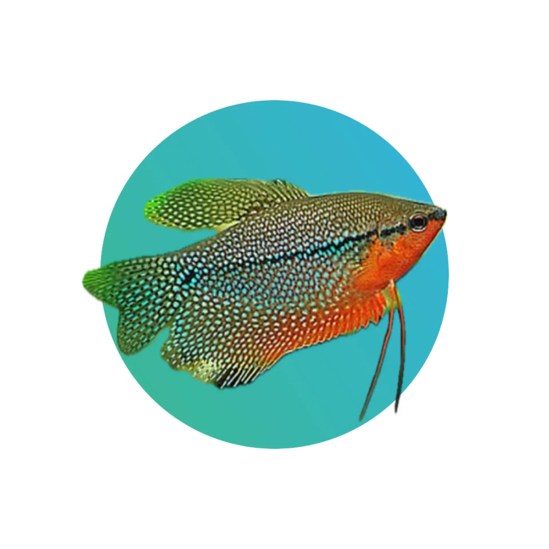 Pearl gourami
