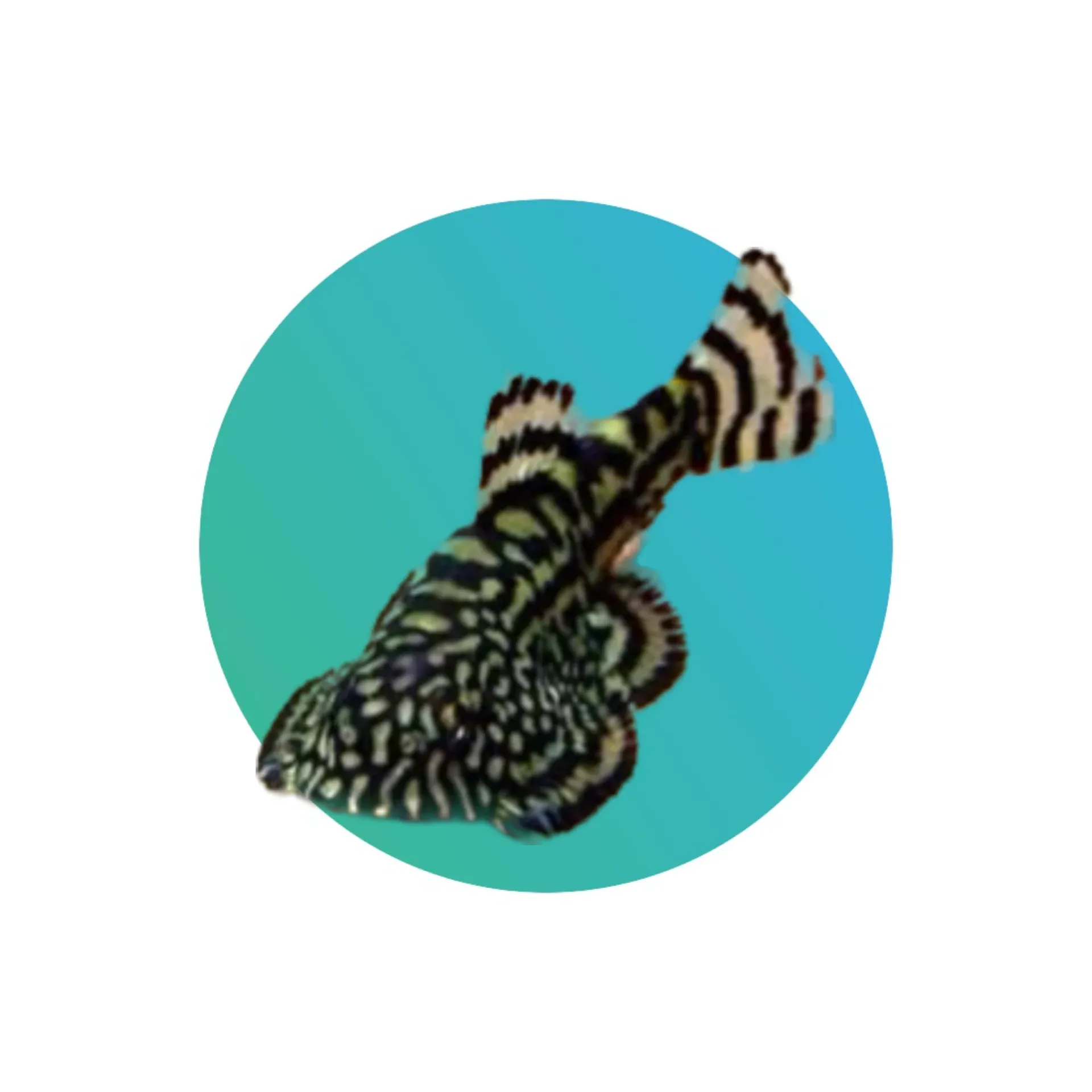 Reticulated Hillstream Loach (Sewella lineolata)