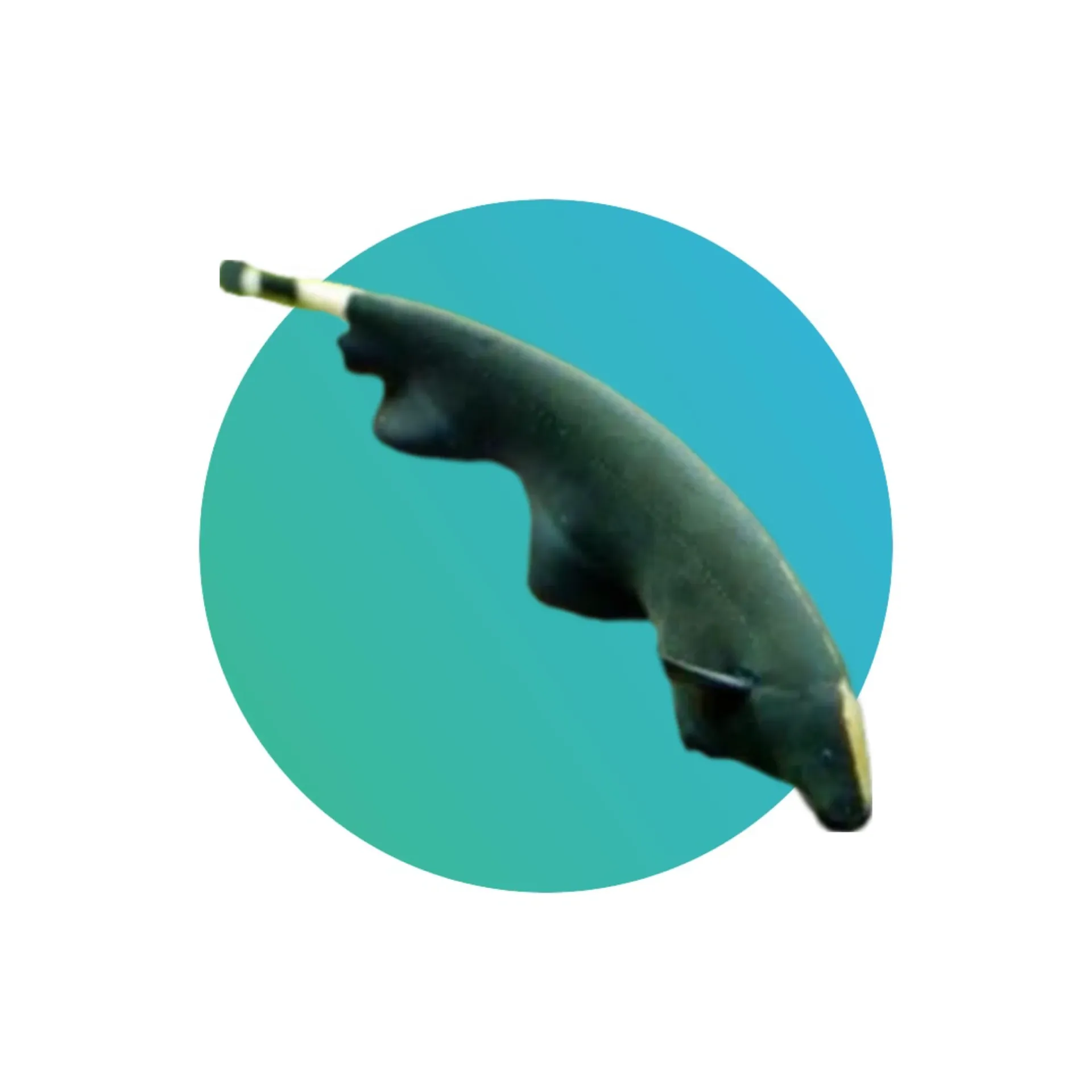 [BGK-FSH] Black Ghost Knifefish