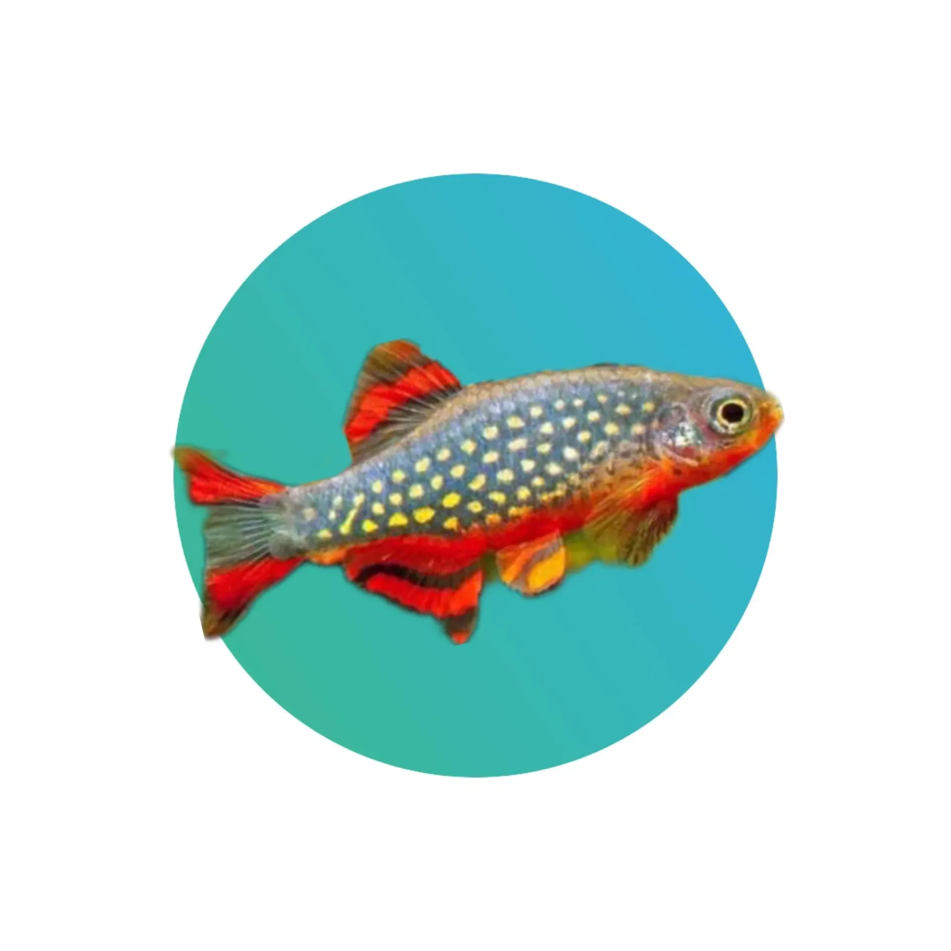 Galaxy Rasbora
