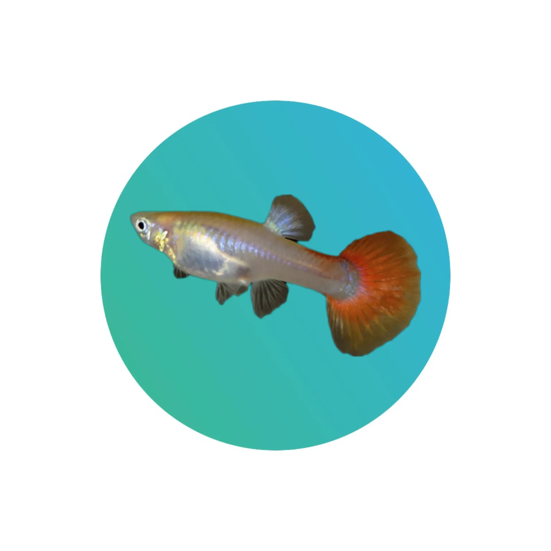 Guppy red platinum female