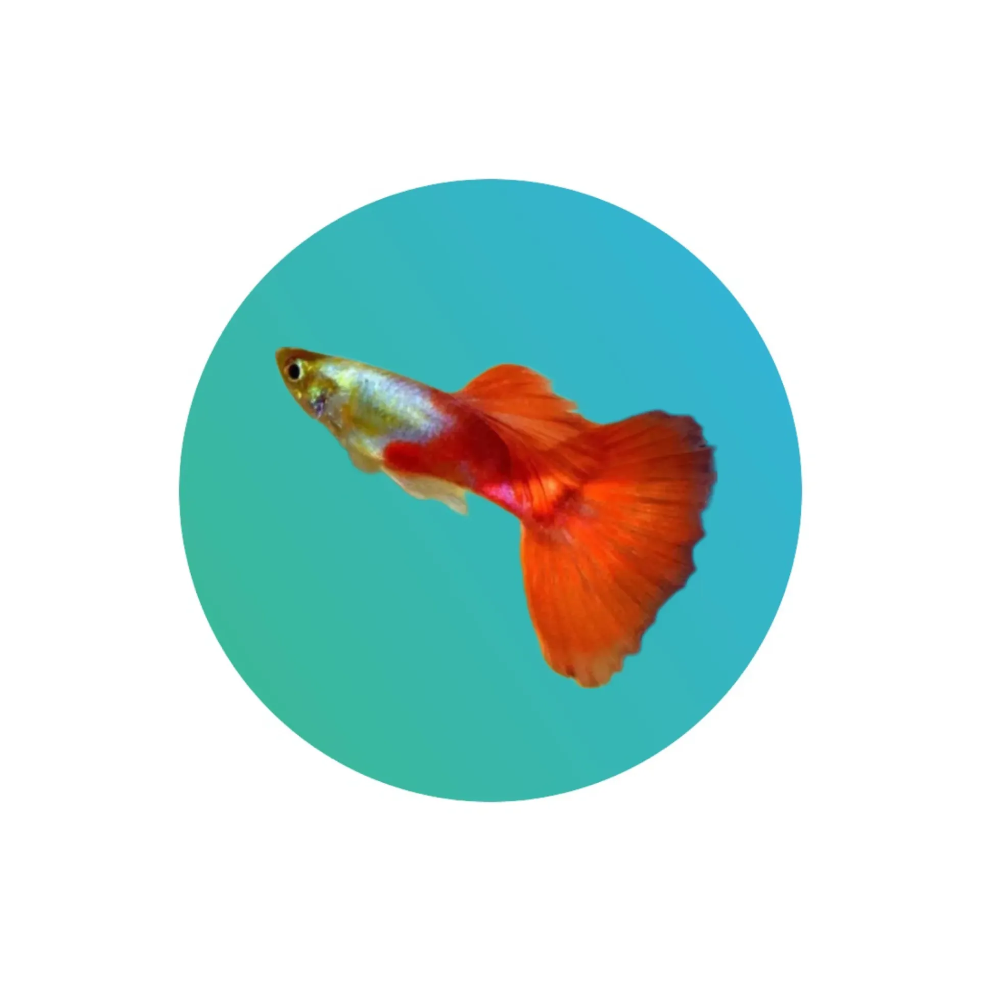 [GPYM-RD-PLTM] Guppy Red Platinum Male