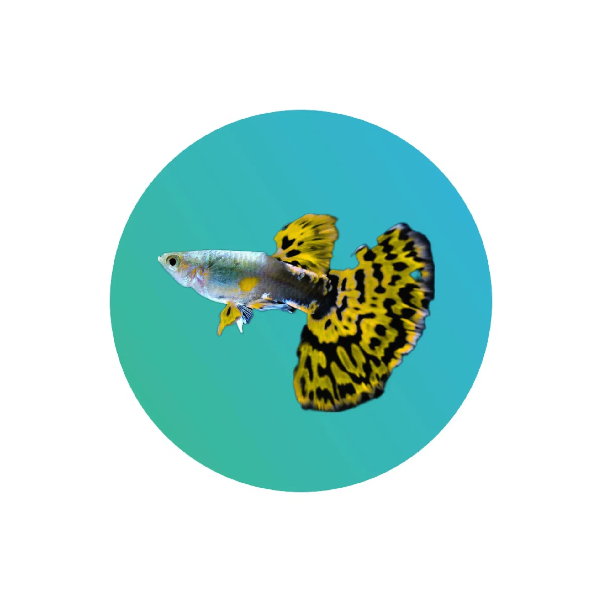 [GPM-CBR] Guppy Cobra Male