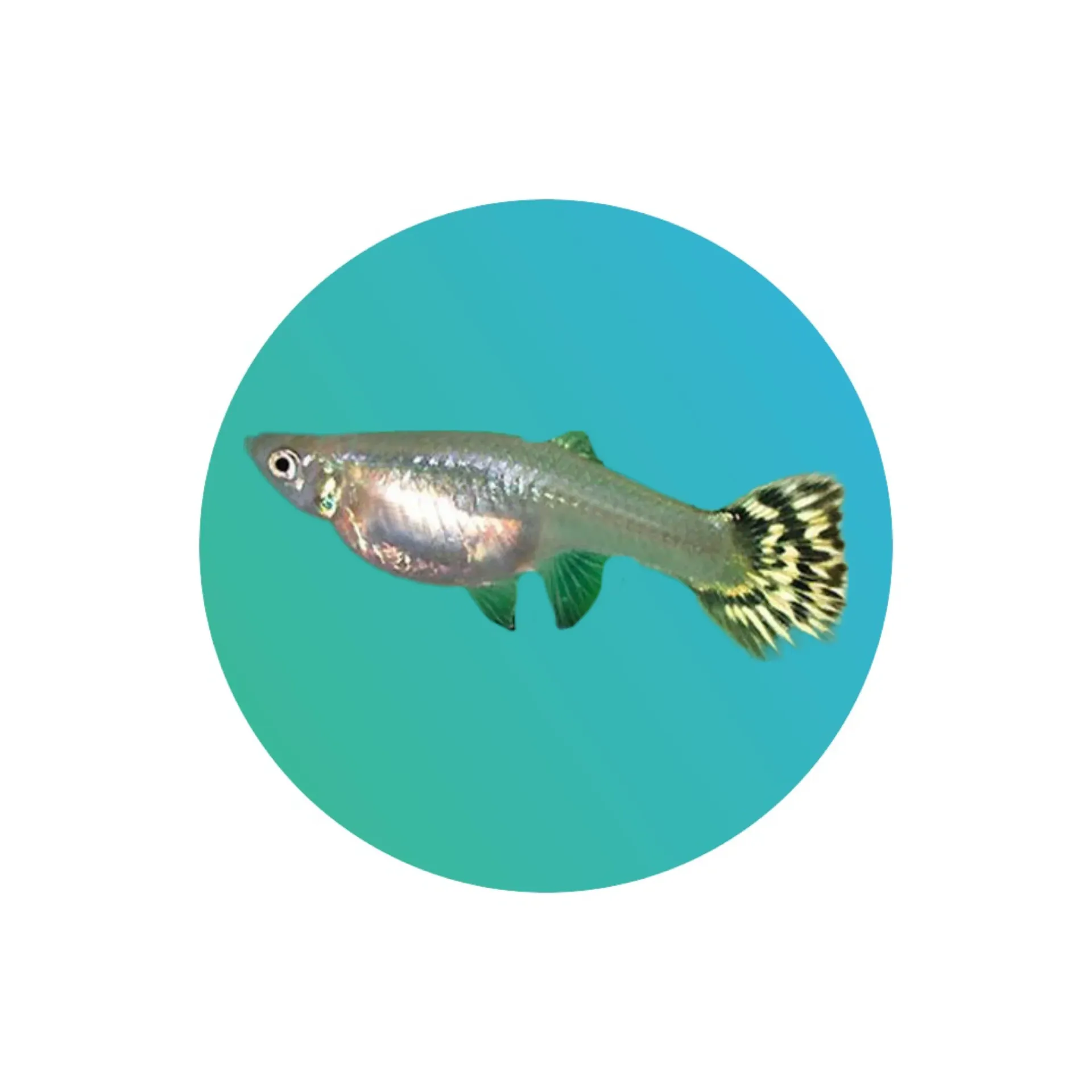 Guppy Cobra Female