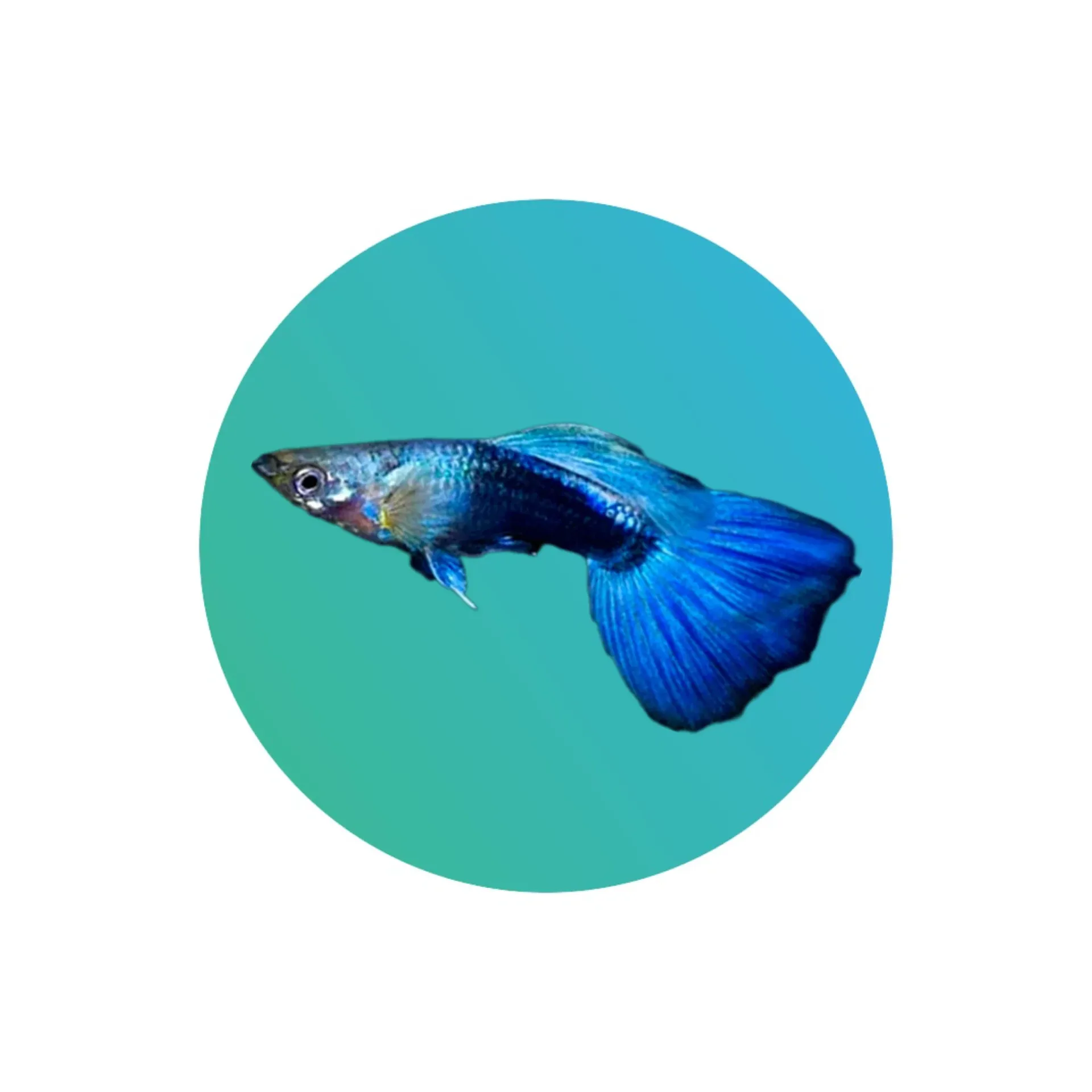 Guppy Blue Neon Male