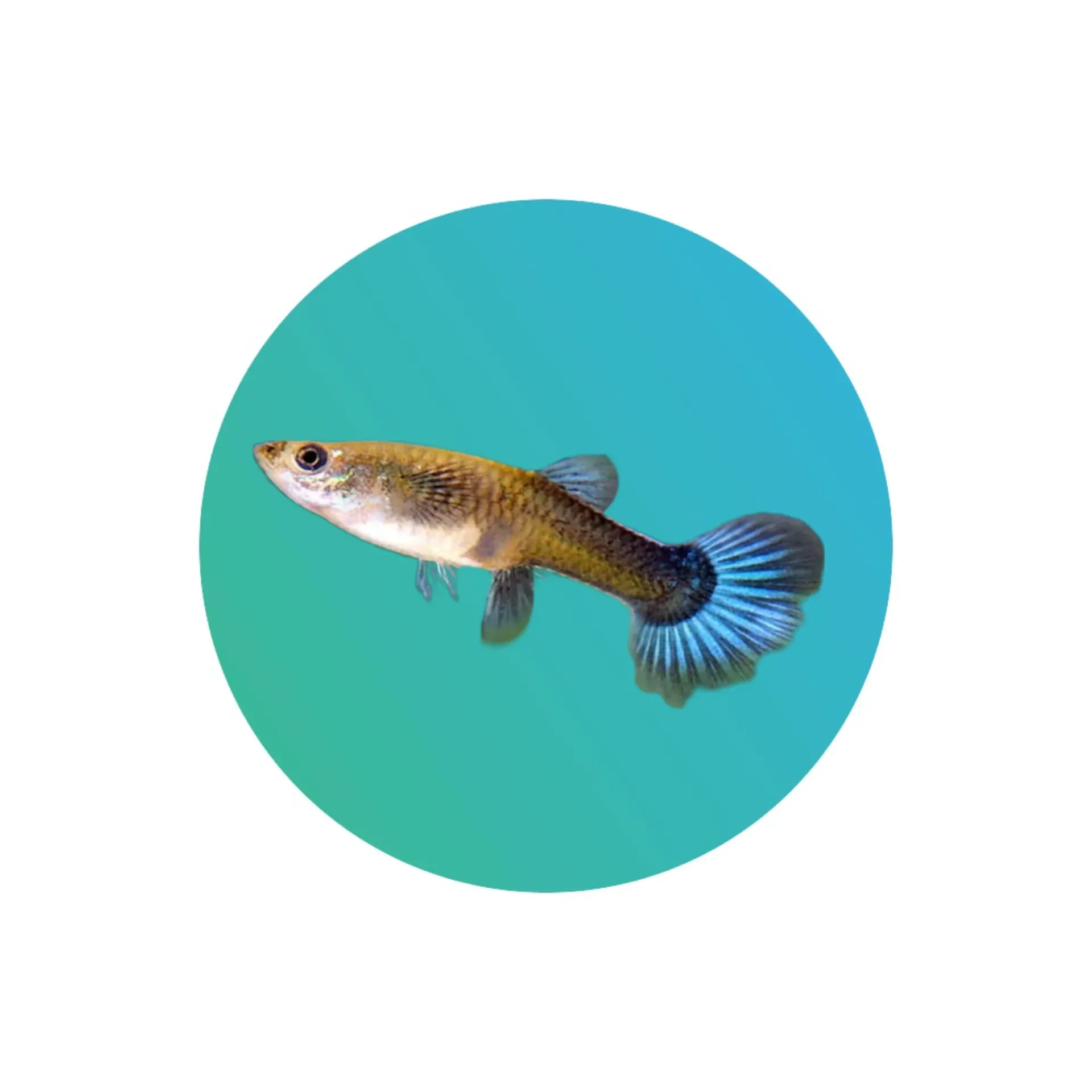 Guppy blue neon female