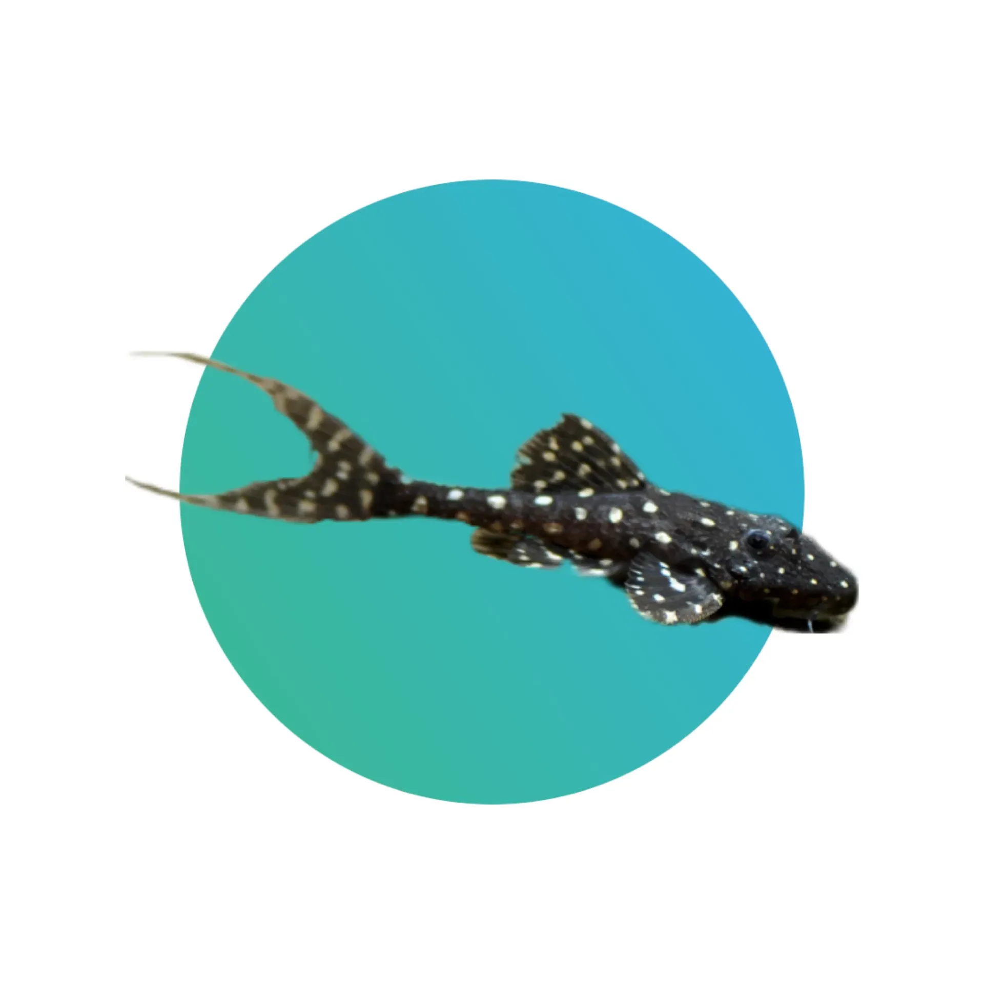 [PDLP-L155] L155 Polka Dot Lyretail Pleco
