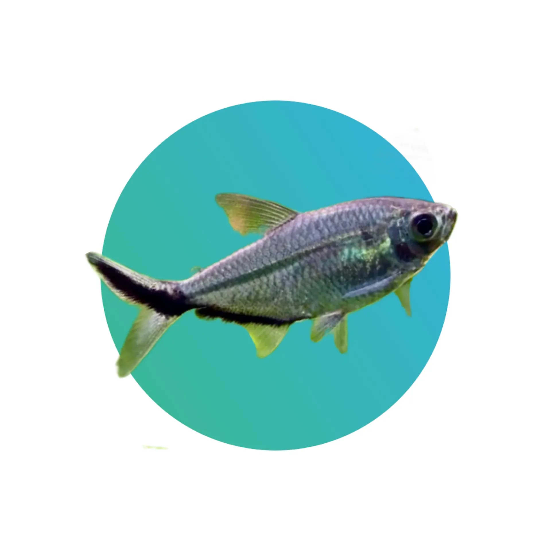 Blackline tail tetra (Moenkhausia costae)