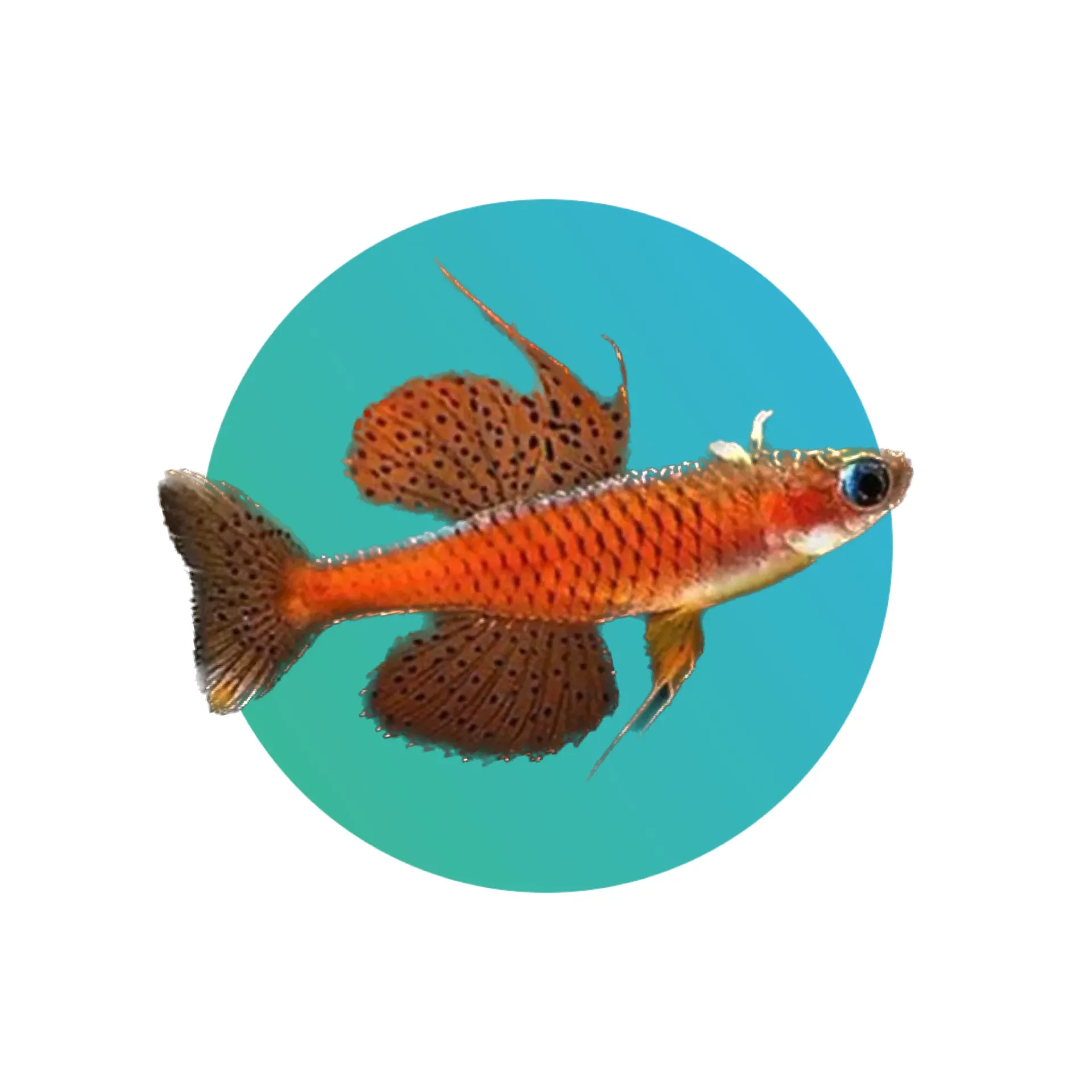 Red neon blue eye rainbowfish