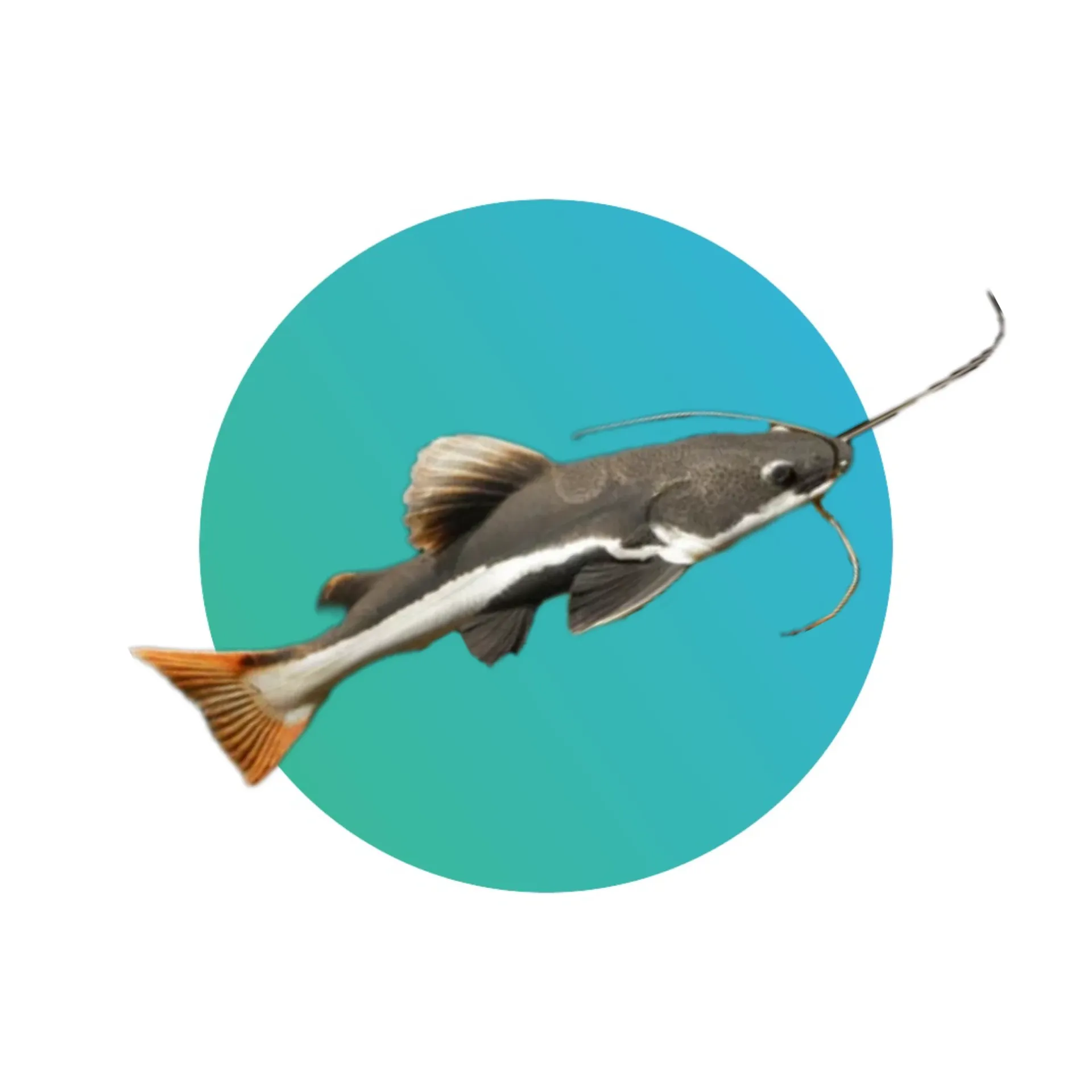 [RDTL-CF] Red Tail Catfish