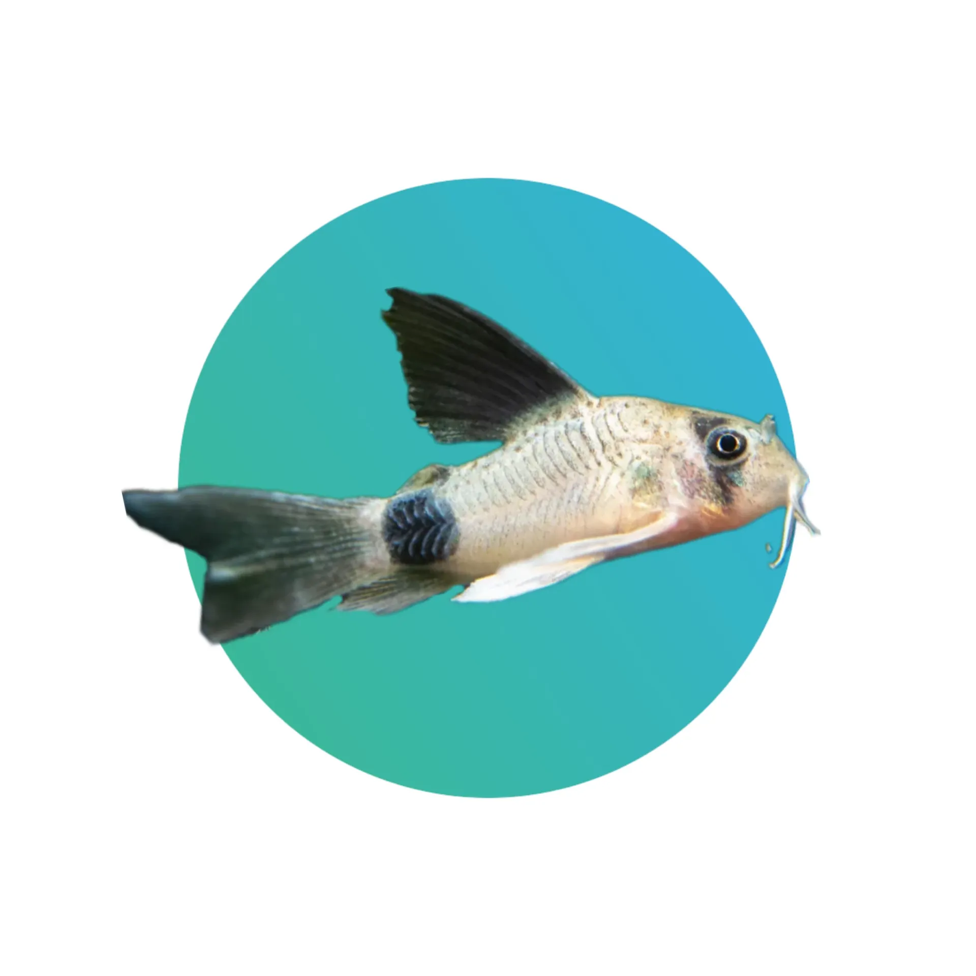 Longfin panda corydora (Corydoras panda)
