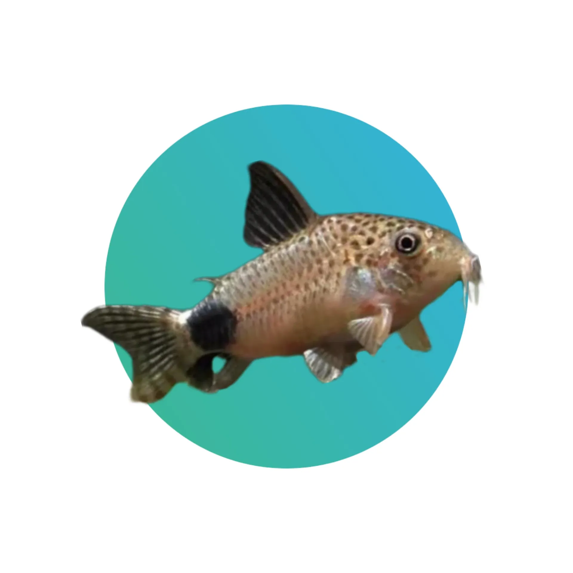 Tailspot corydora