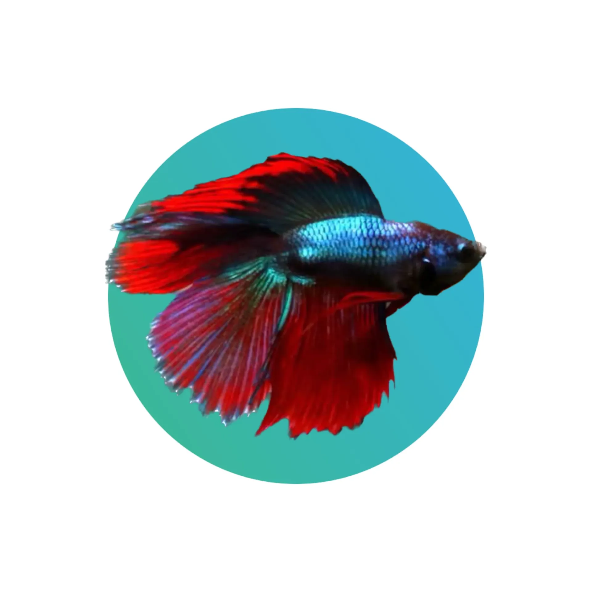 Twin Tail Betta Male - Common - assorted colors (fighter fish)