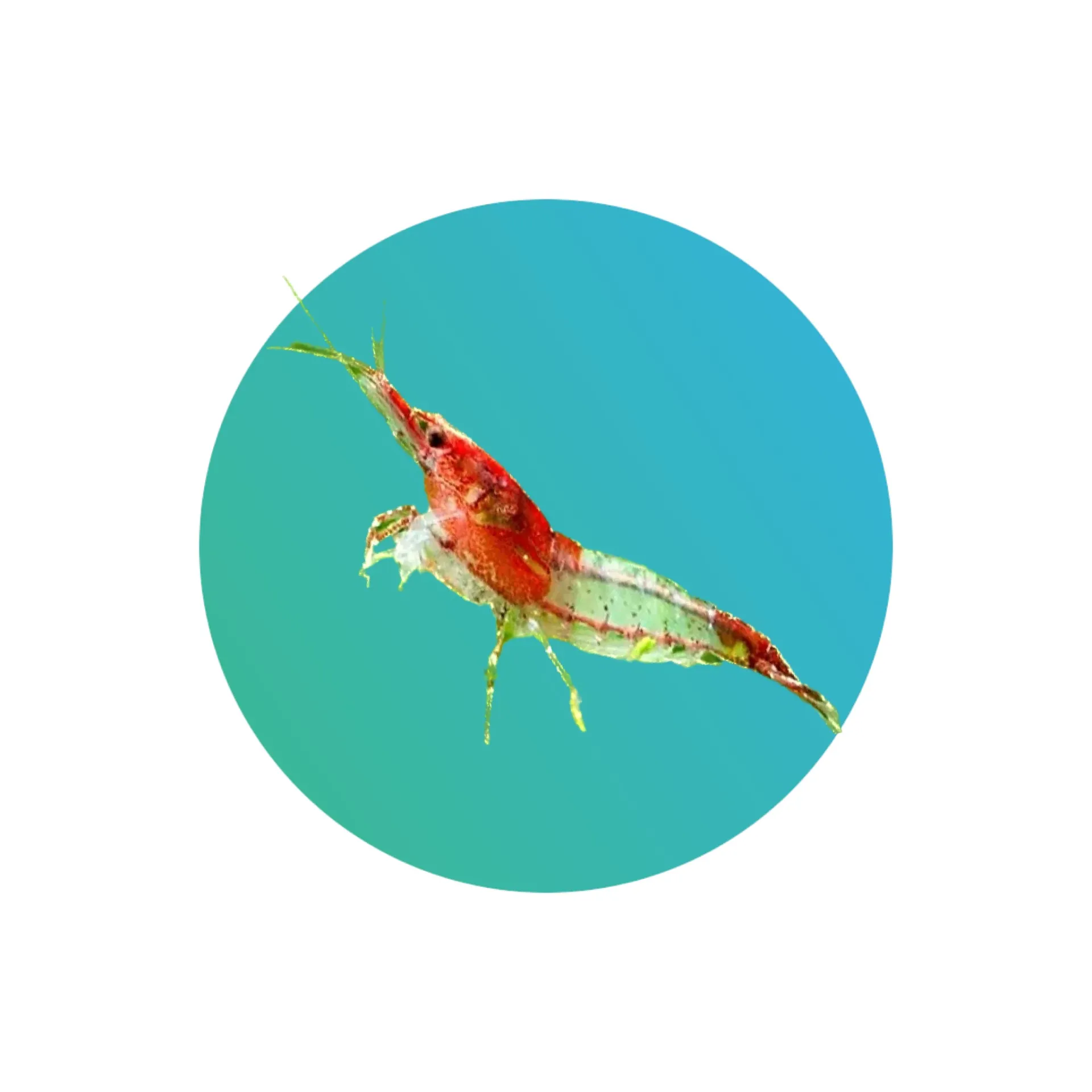 [RD-RLI-SHM] Red rili shrimp (Neocaridina davidi)