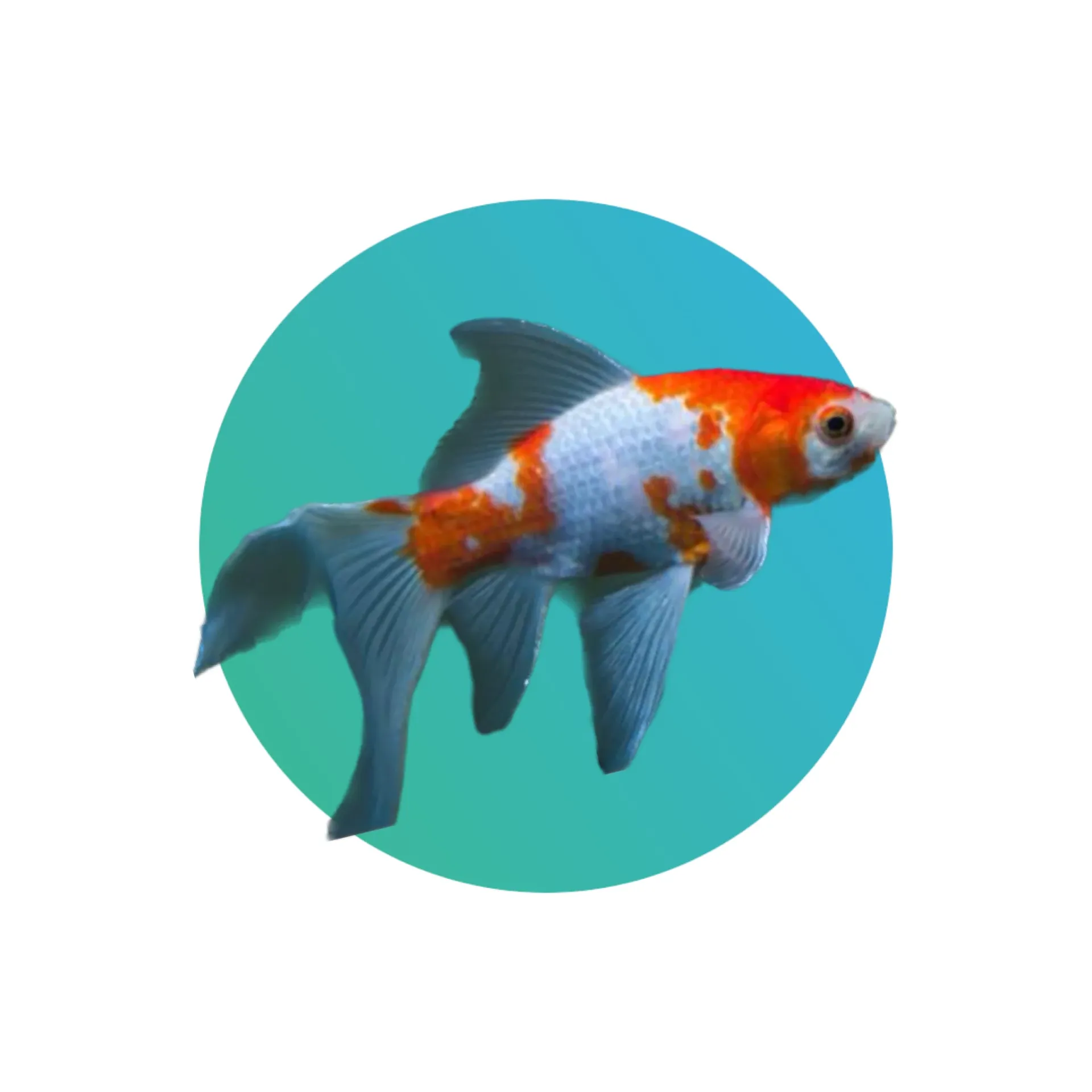 [RW-CMGF] Red-White Comet Goldfish