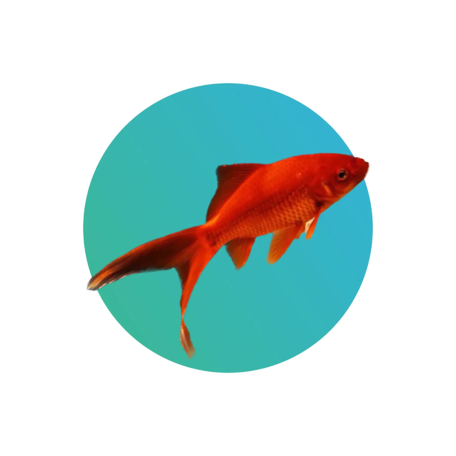 Red Comet Goldfish