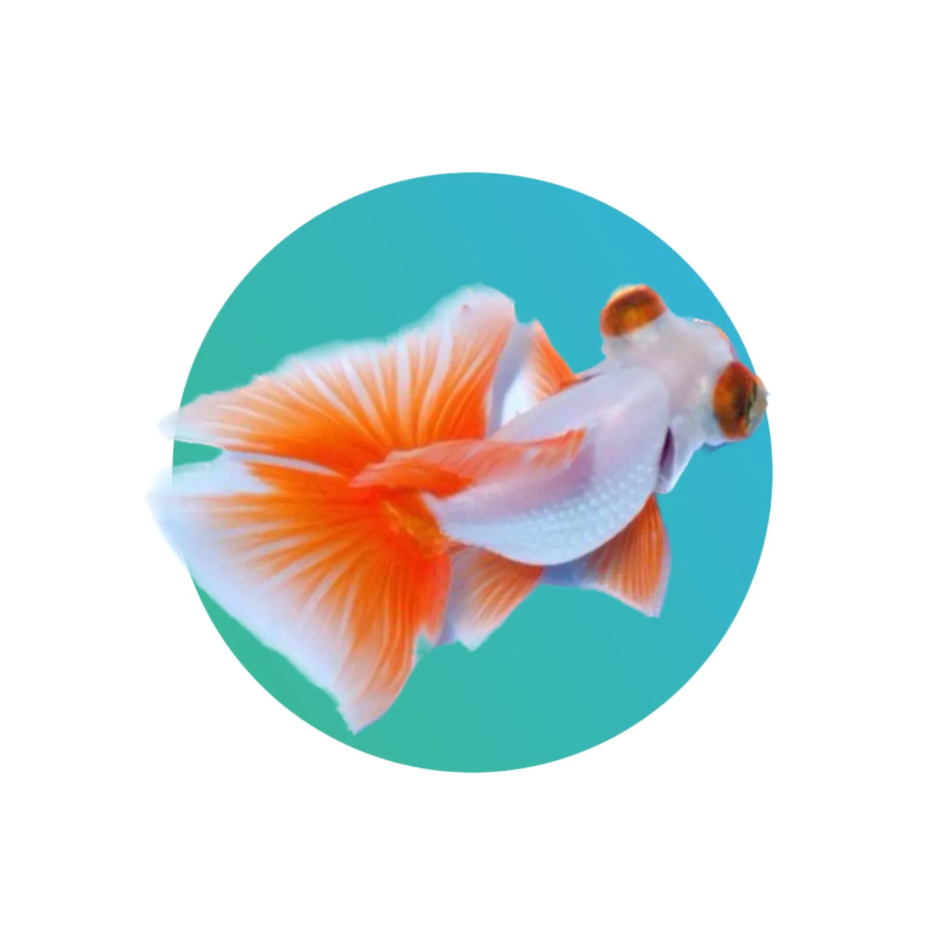 Red-white butterfly goldfish