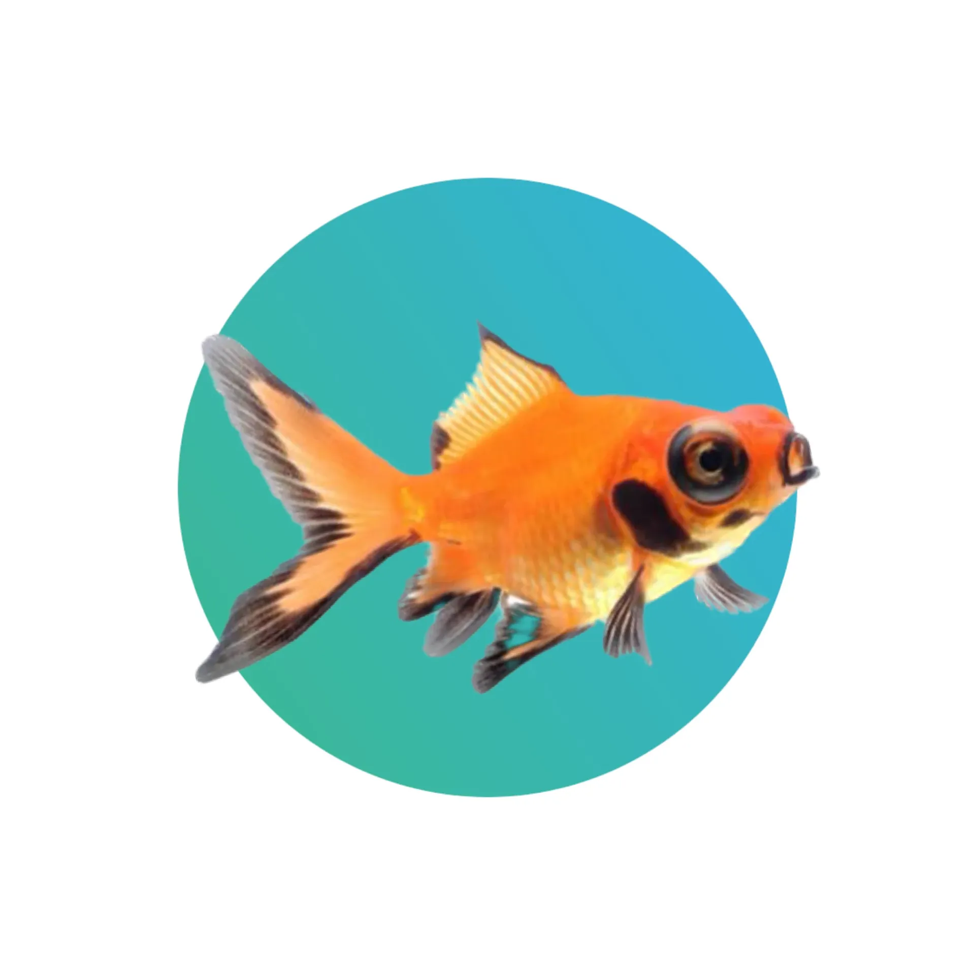 Red-Black Telescope Goldfish
