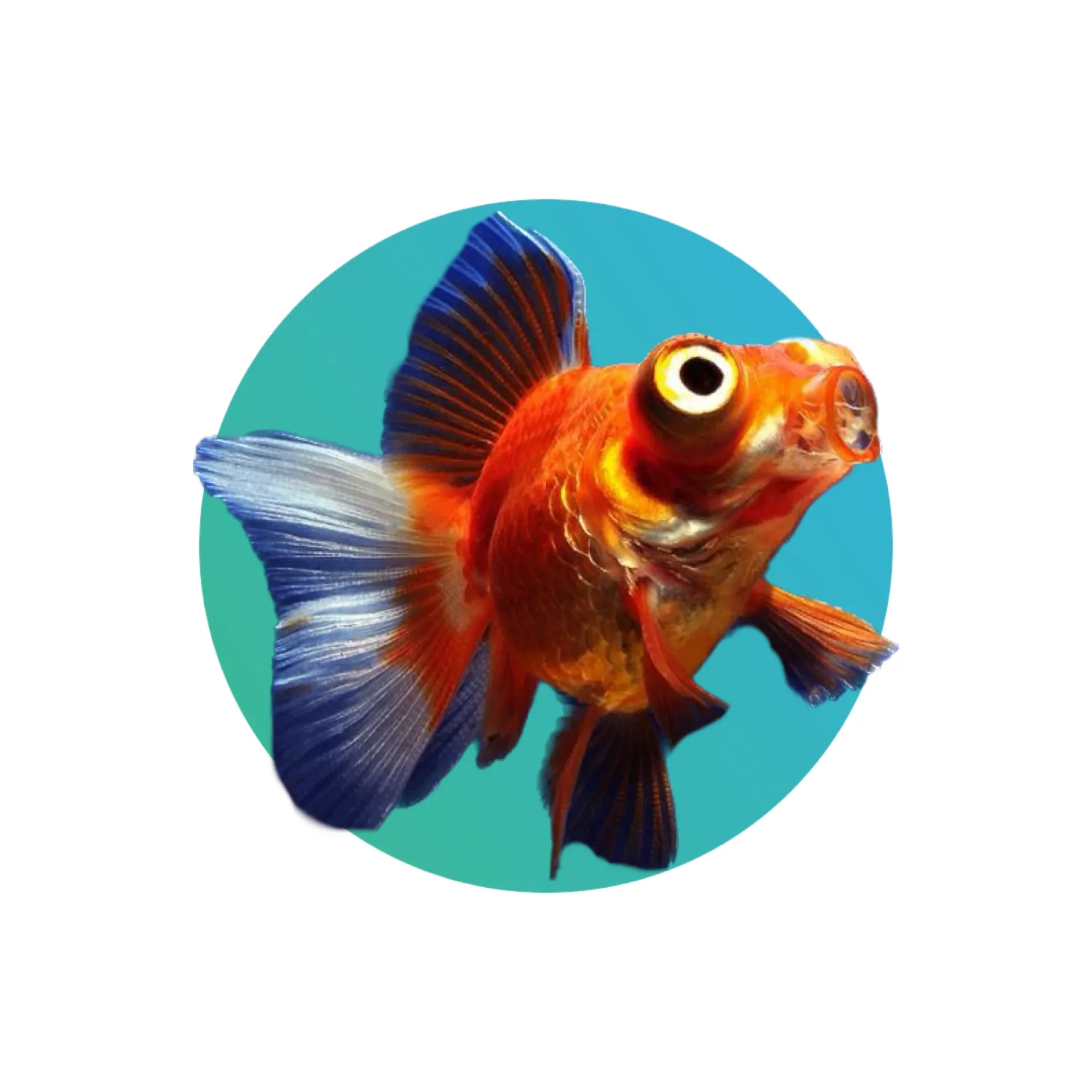 Red telescope goldfish