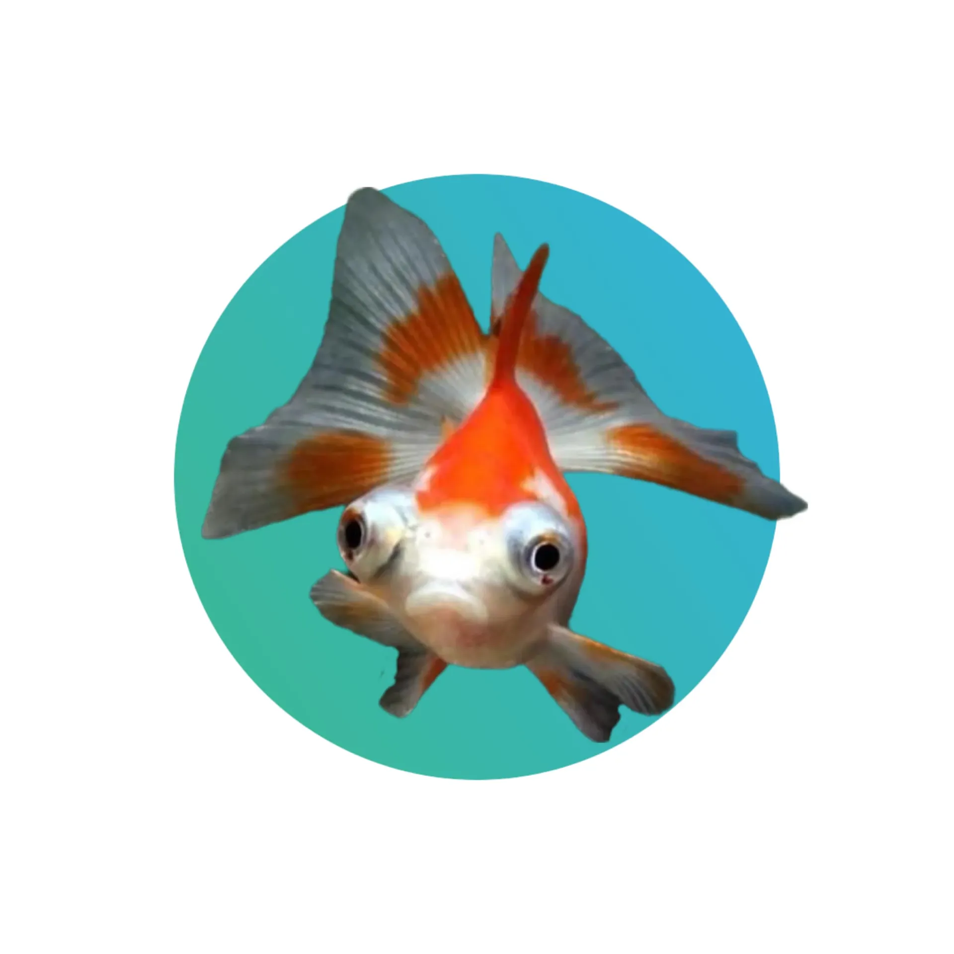 [RW-TLSP-GF] Red-white telescope goldfish