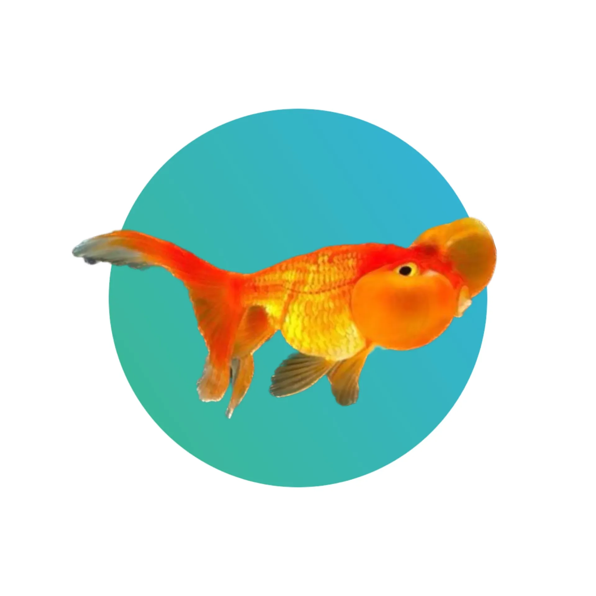 Red Bubble Eyes Goldfish