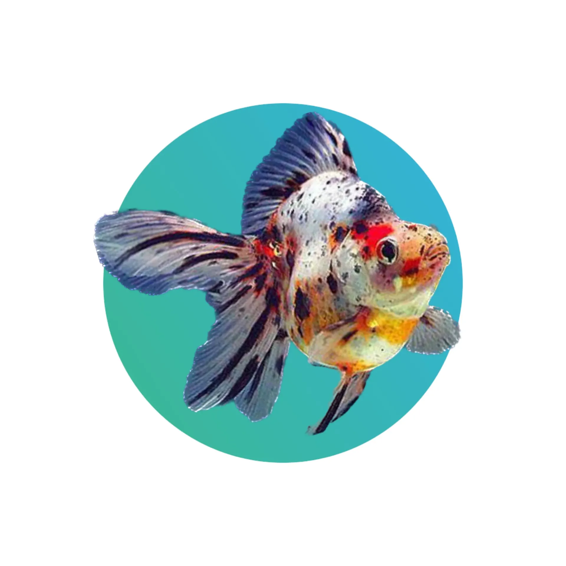 [CLO-RYK-GF] Calico Ryukin Goldfish