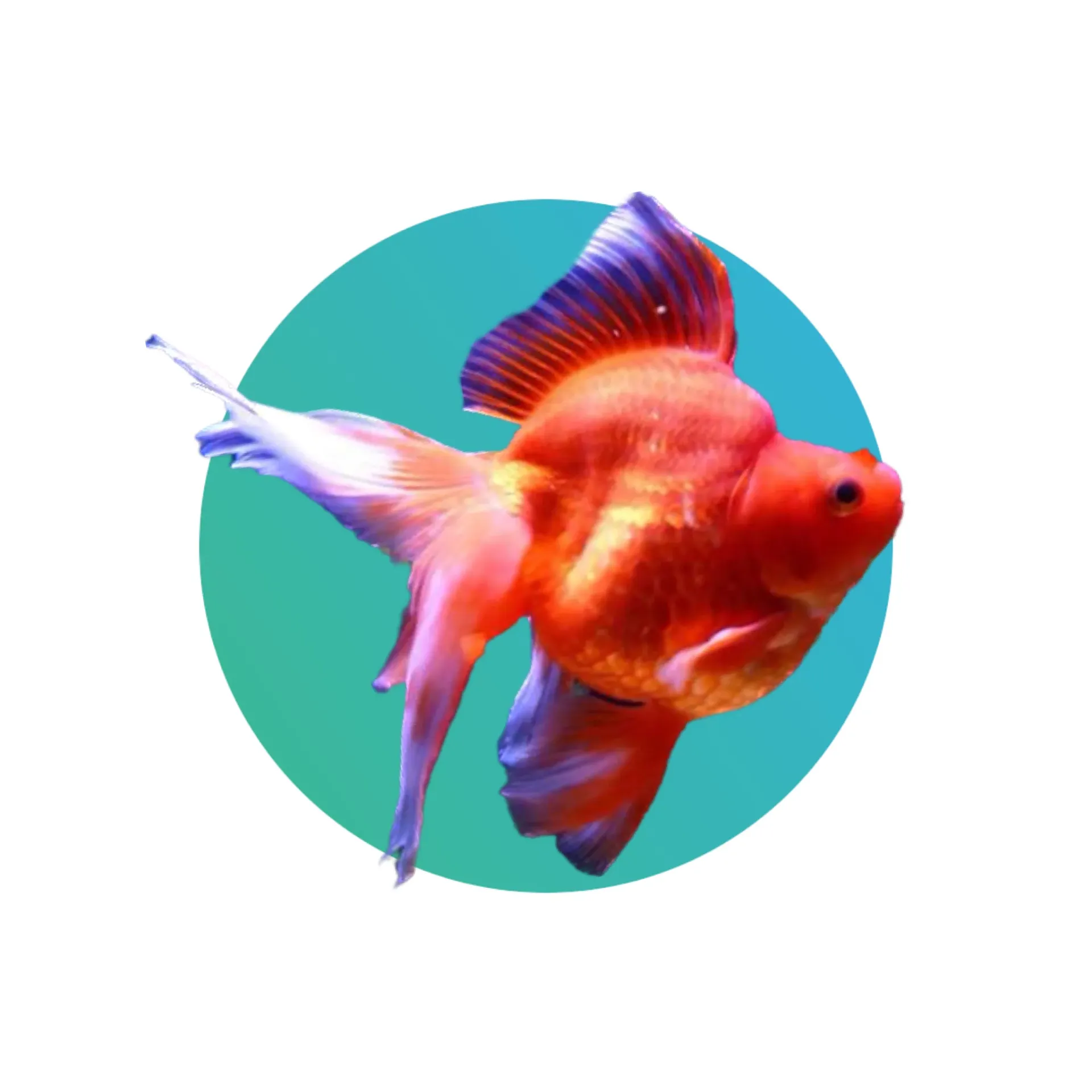 Red Ryukin Goldfish