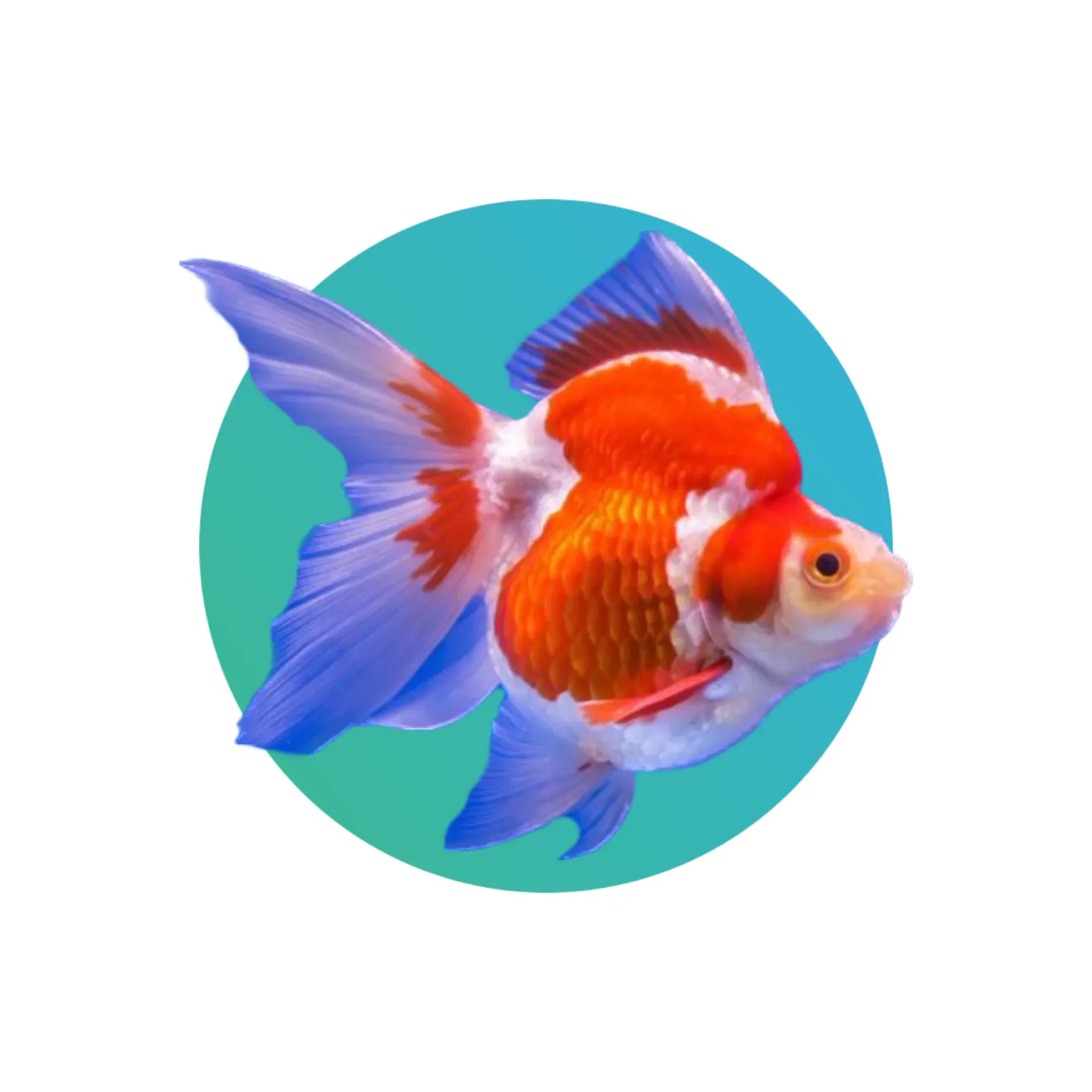 [RW-RYKN-GF] Red-White Ryukin Goldfish