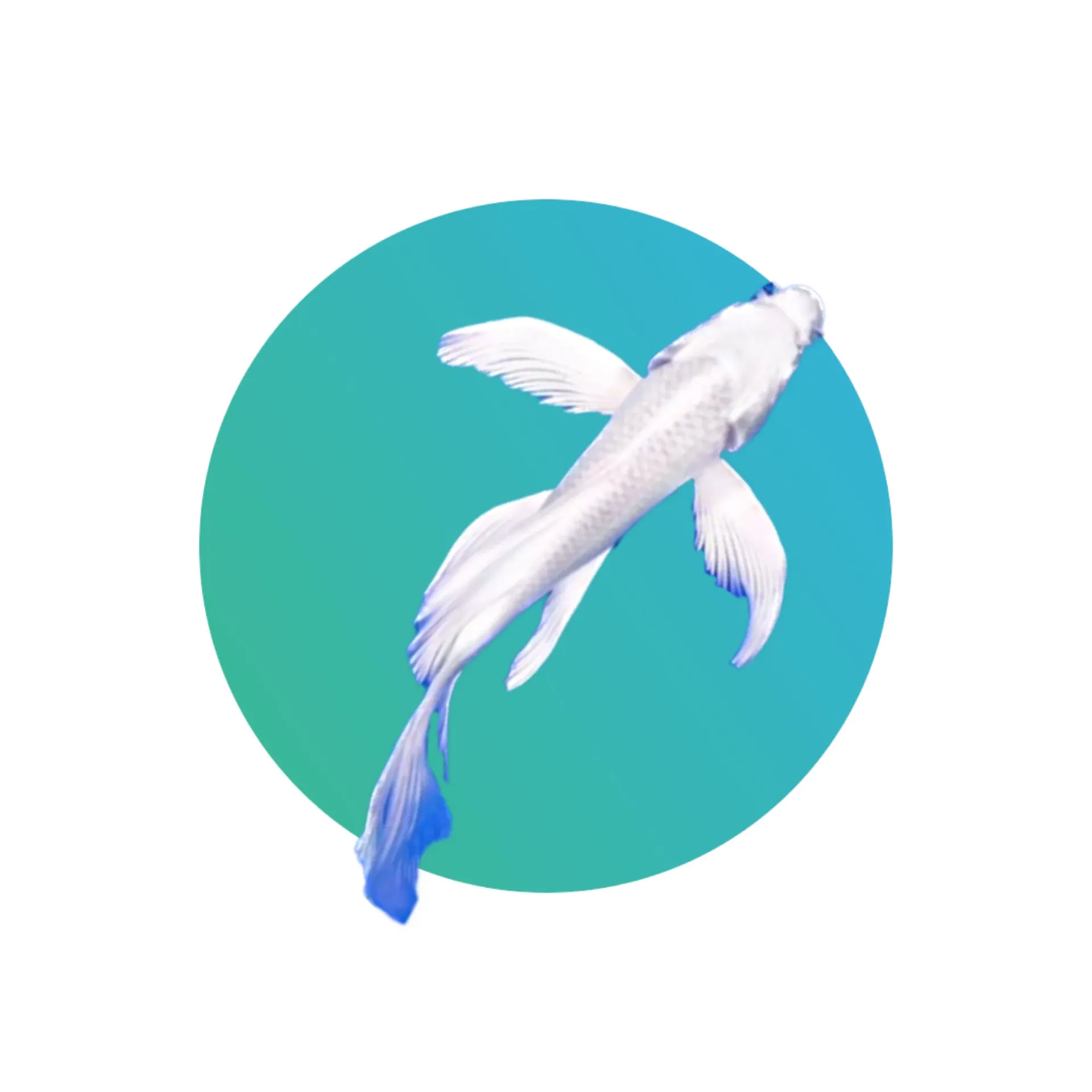 [LFN-BTK-WH] Longfin butterfly koi - White