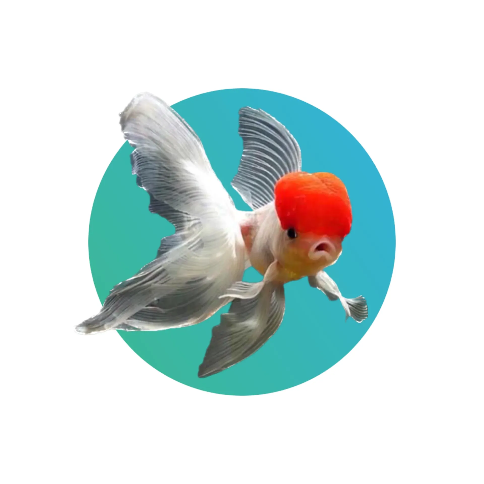 [RCP-GF] Red Cap goldfish