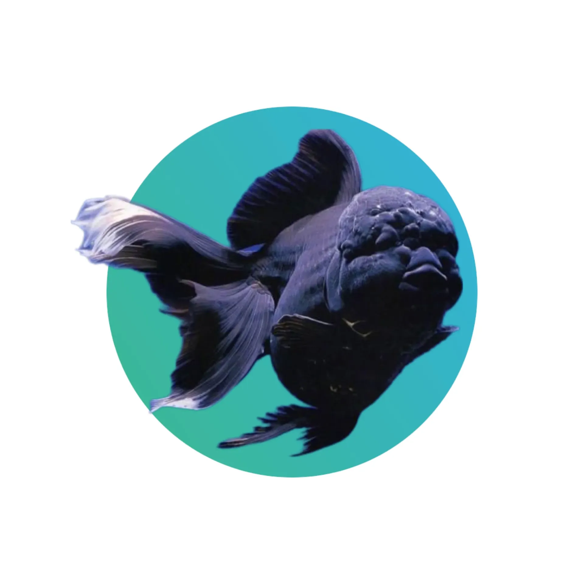 [BK-ORND-GF] Black oranda goldfish