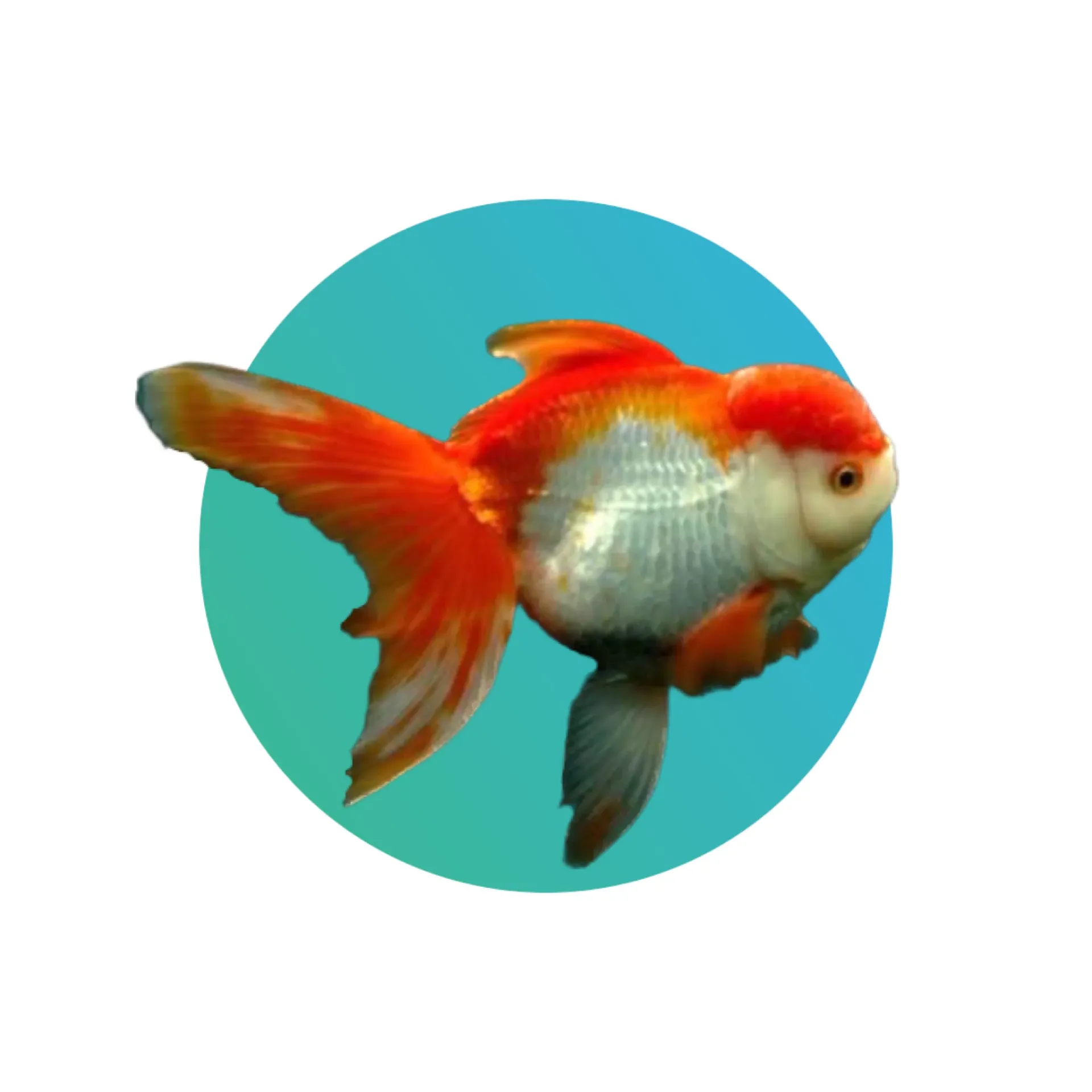Red-white oranda goldfish