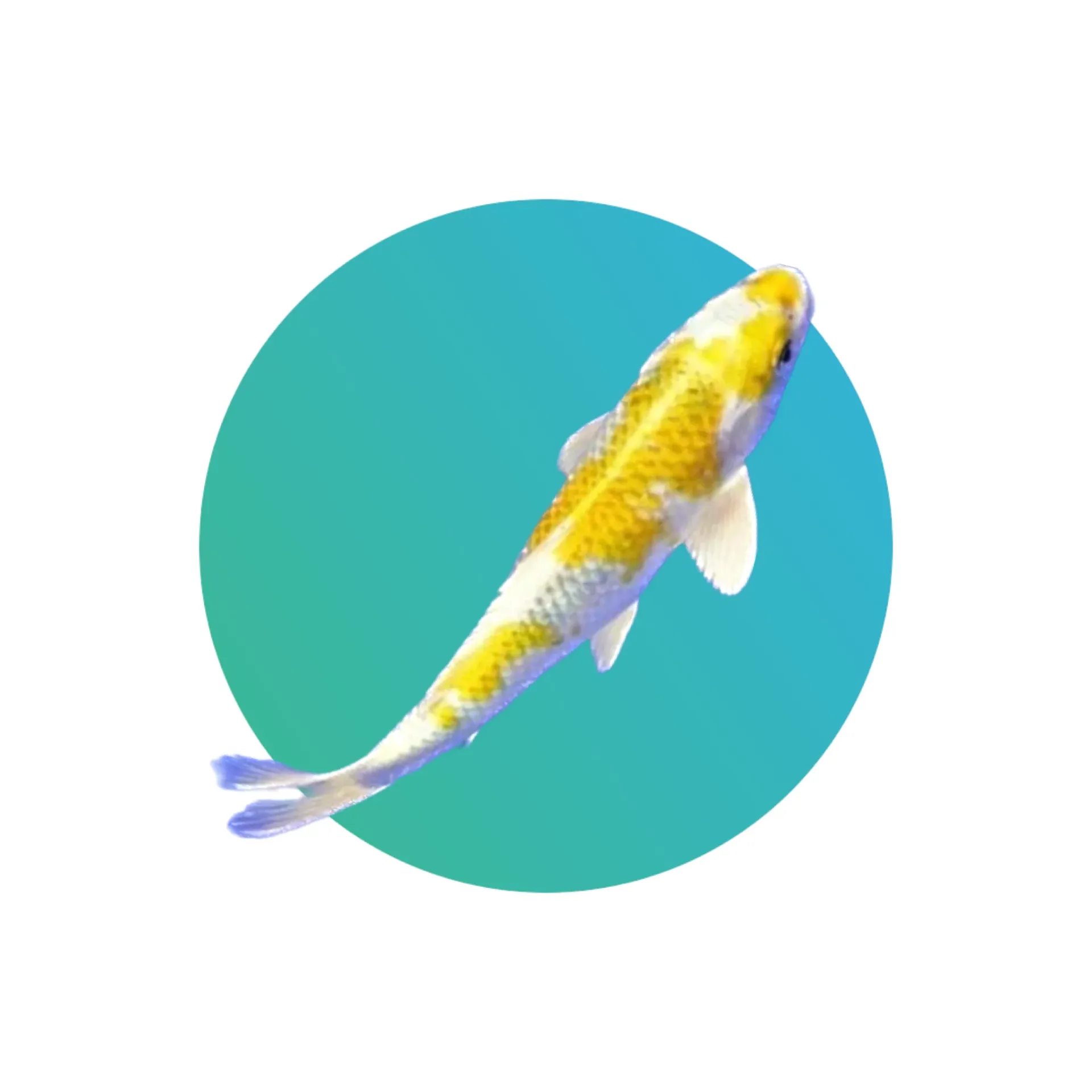 Short body black butterfly koi