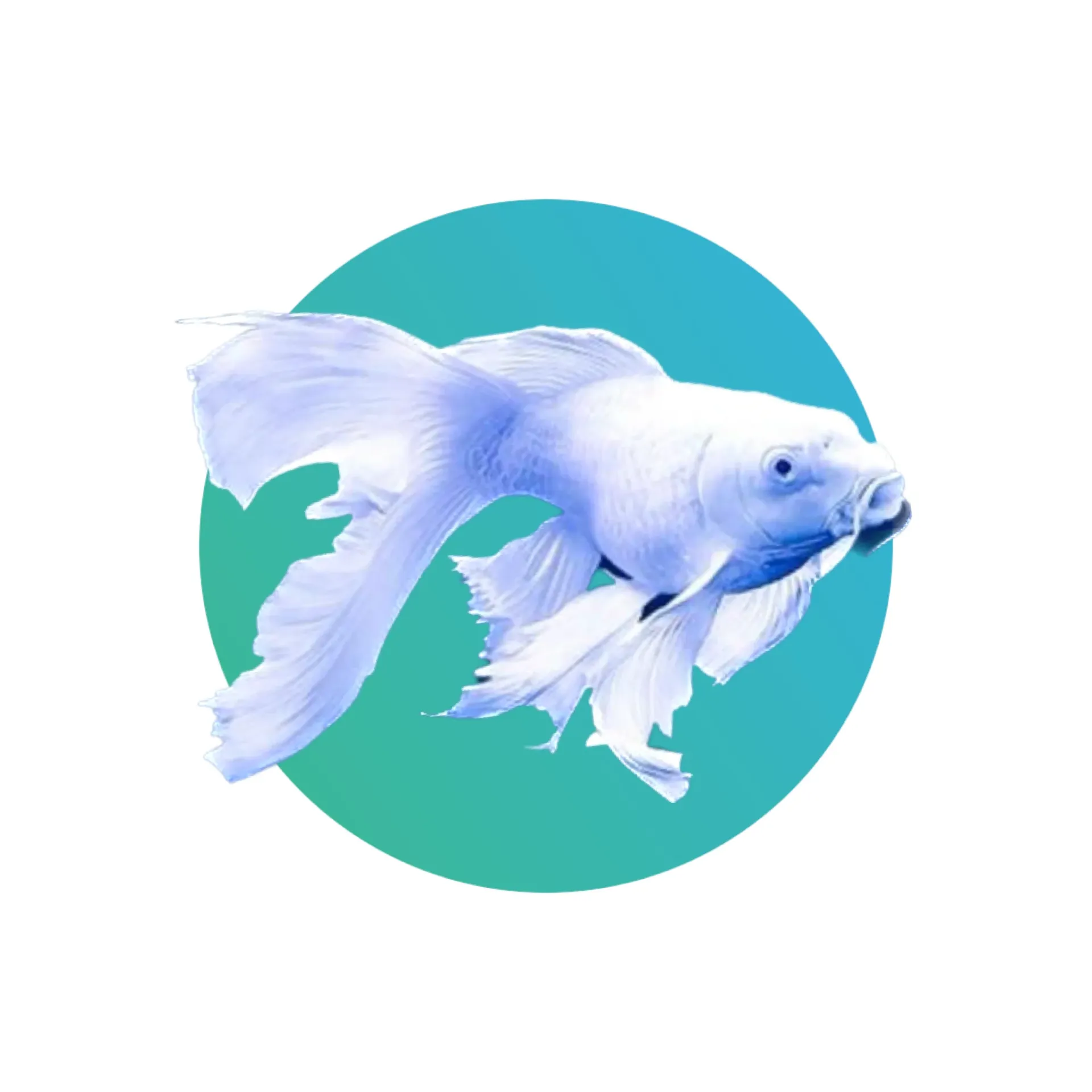 [SBW-KI3] Short Body White Butterfly Koi (3â€)