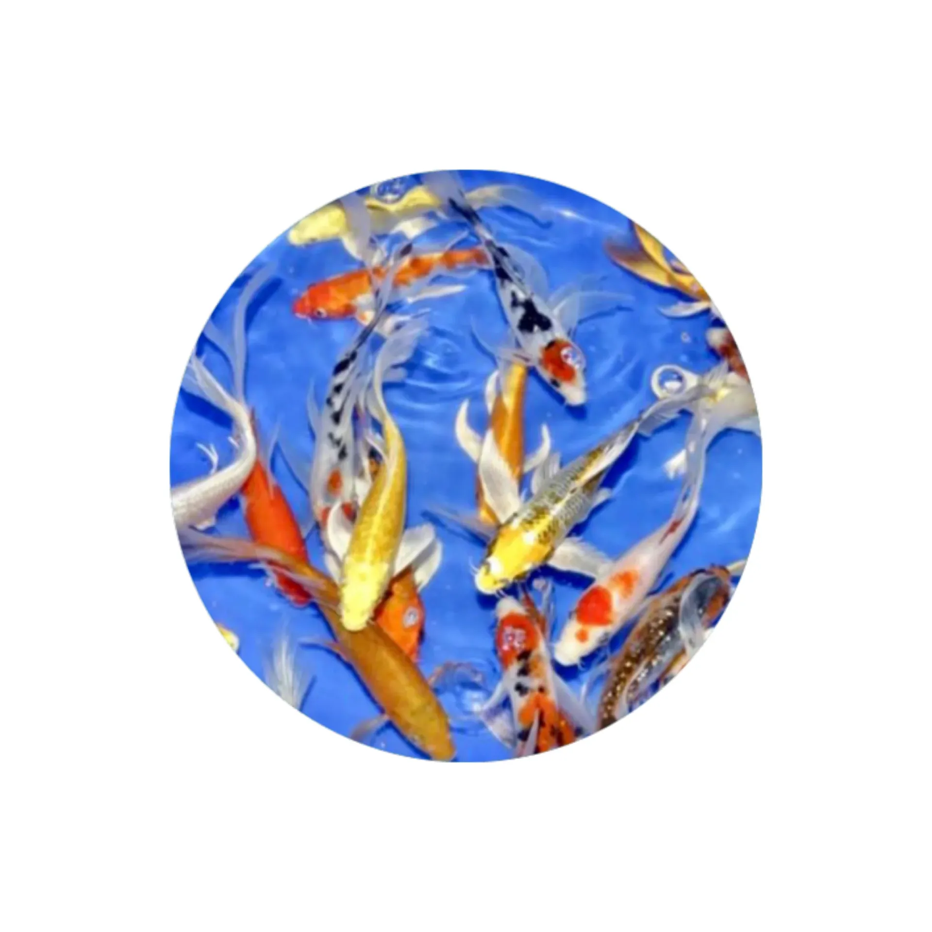 [MX-FLY-K5] Mix Butterfly Koi (5 INCH)