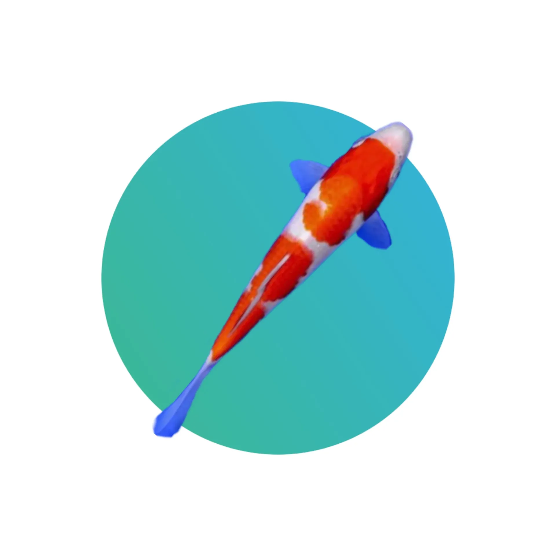 Red-white koi