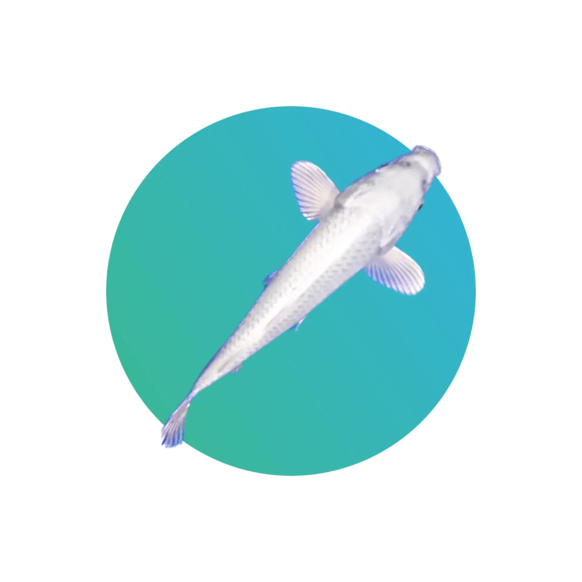 [WH-KI] White Koi